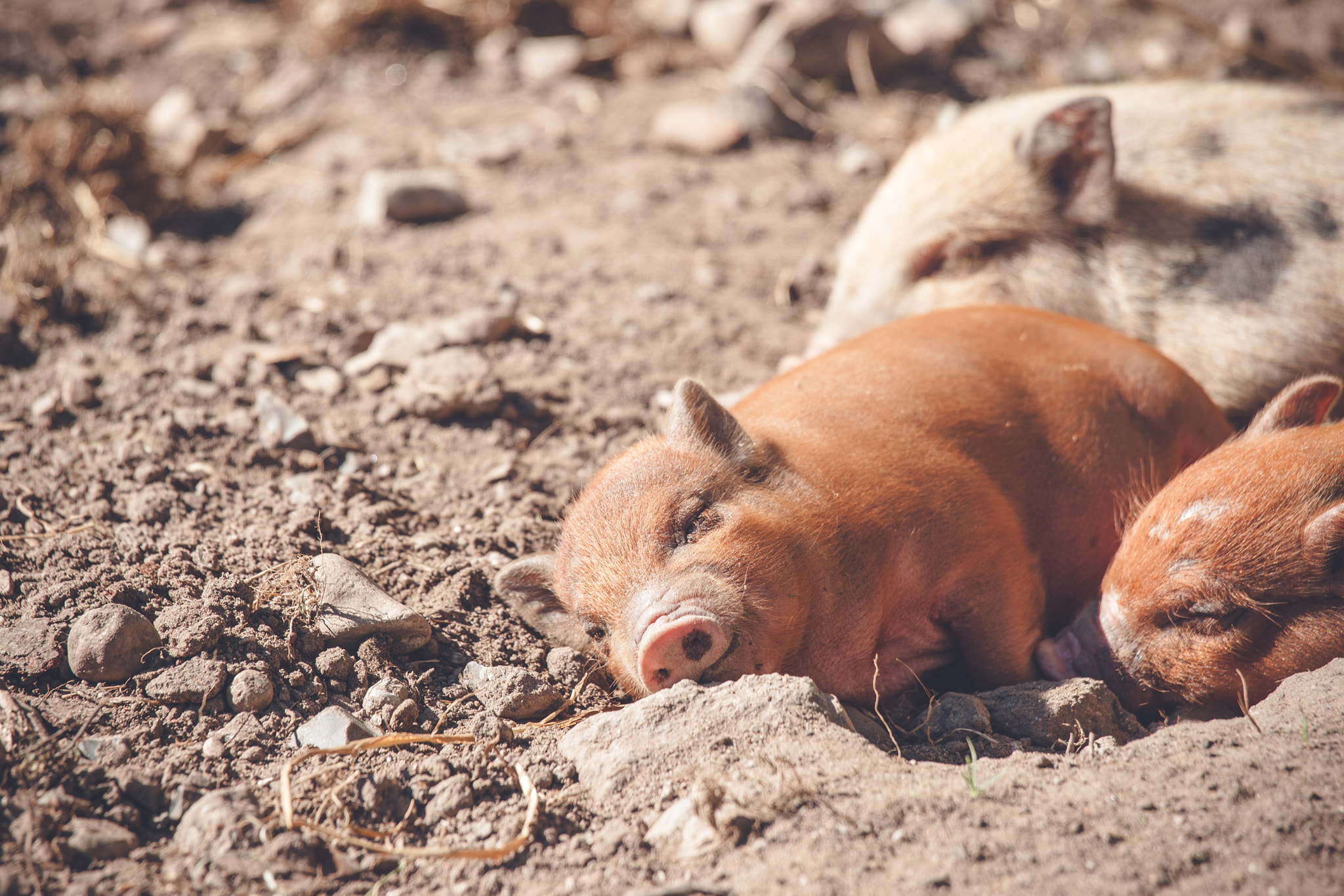 Sony 70-400mm F4-5.6 G SSM II sample photo. Cute piglet sleeping in a barnyard photography