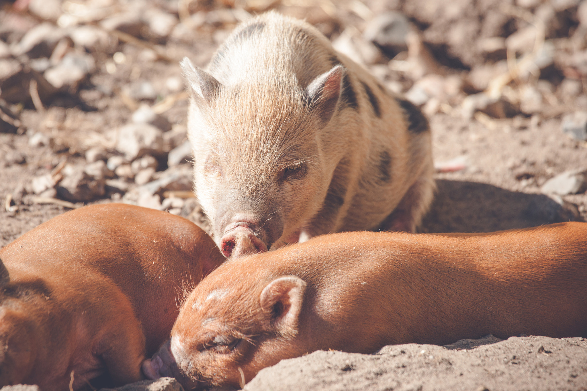 Sony 70-400mm F4-5.6 G SSM II sample photo. Piglets taking a nap in the sand photography