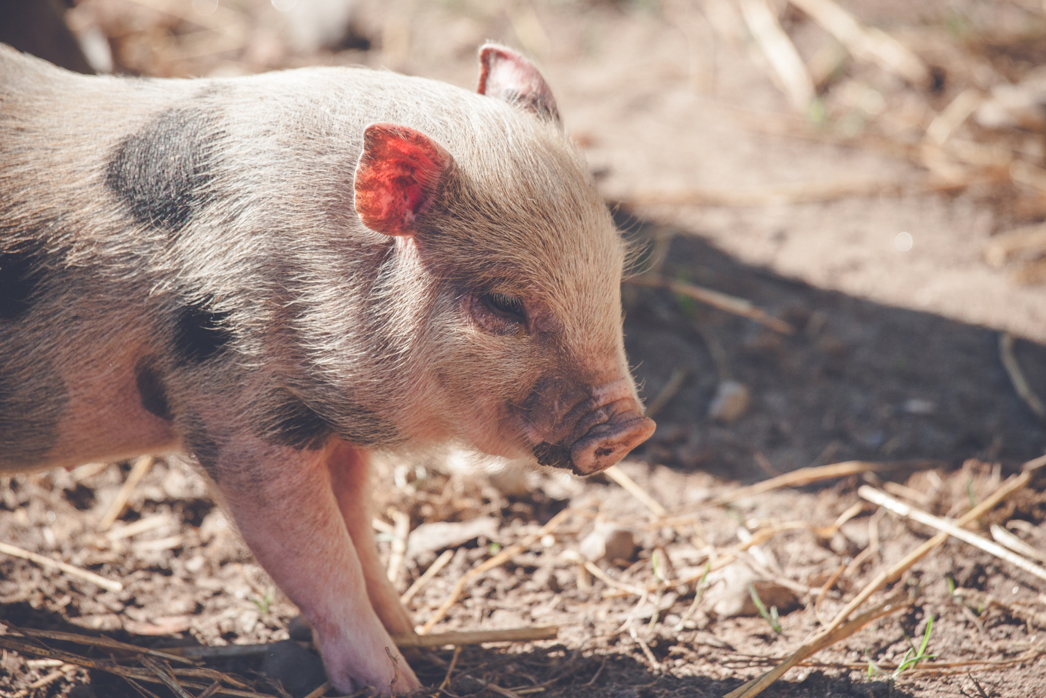 Sony Alpha DSLR-A900 + Sony 70-400mm F4-5.6 G SSM II sample photo. Cute piglet in rural environment photography