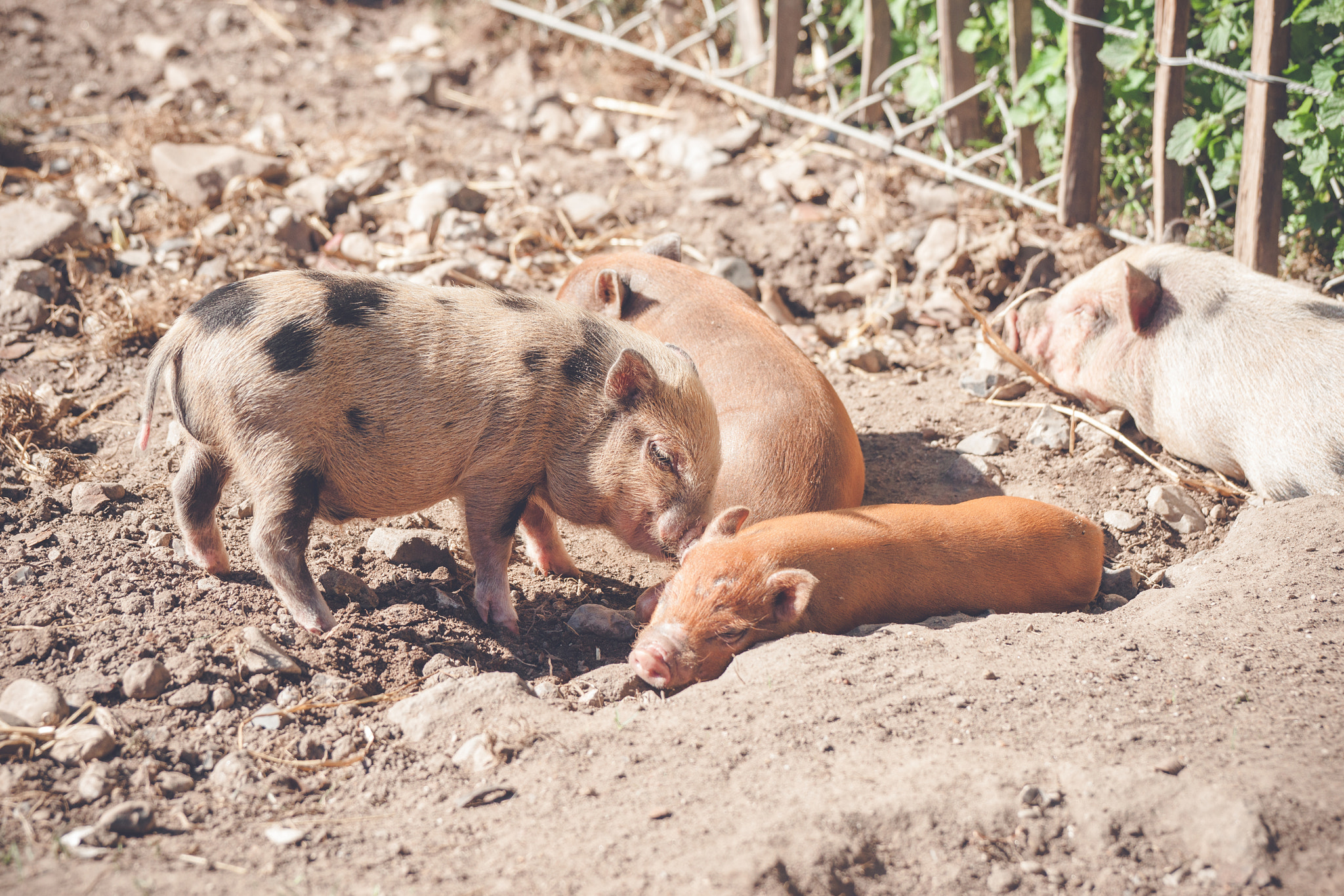 Sony Alpha DSLR-A900 + Sony 70-400mm F4-5.6 G SSM II sample photo. Piglets sleeping in a barnyard photography