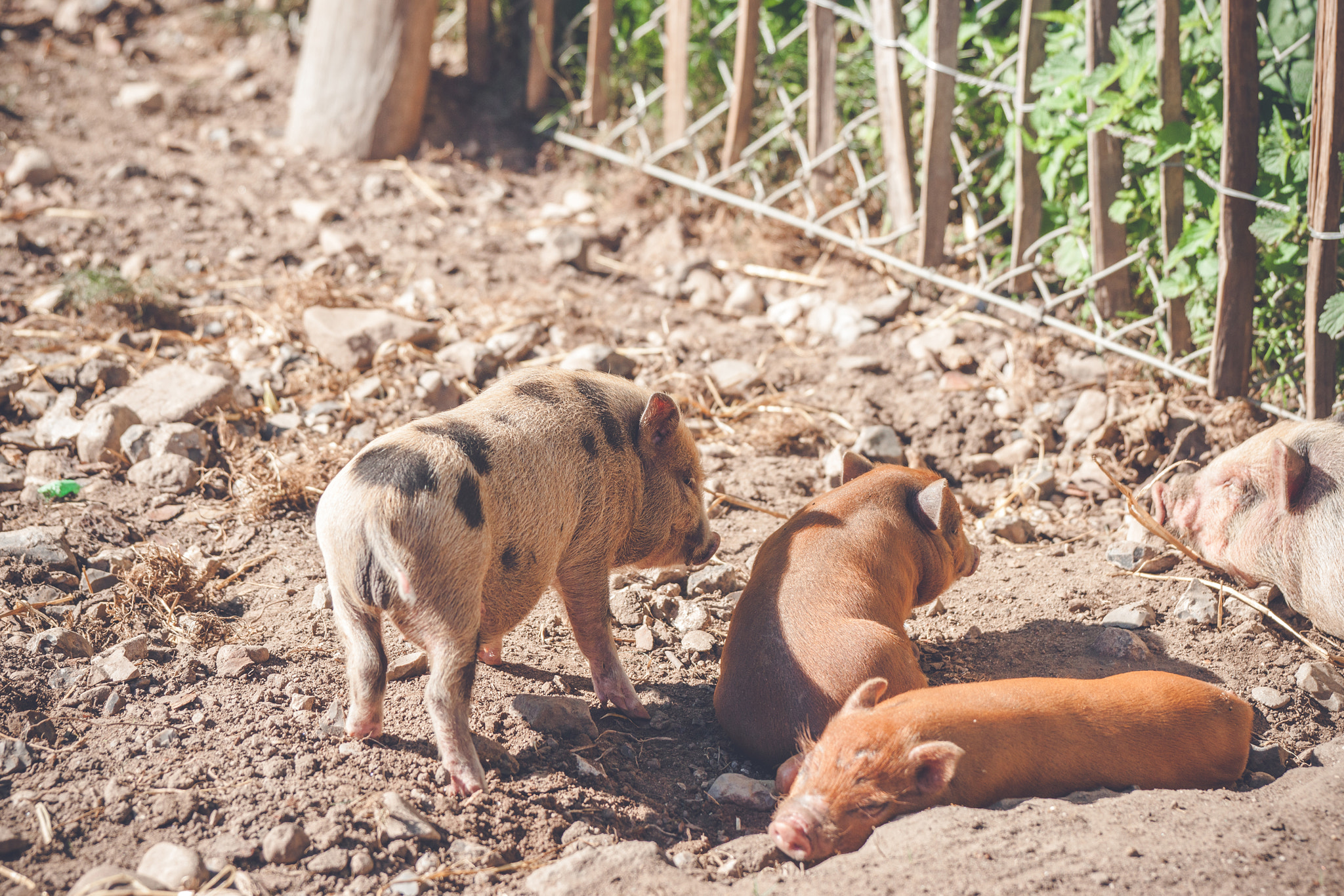 Sony Alpha DSLR-A900 + Sony 70-400mm F4-5.6 G SSM II sample photo. Barnyard with cute piglets photography