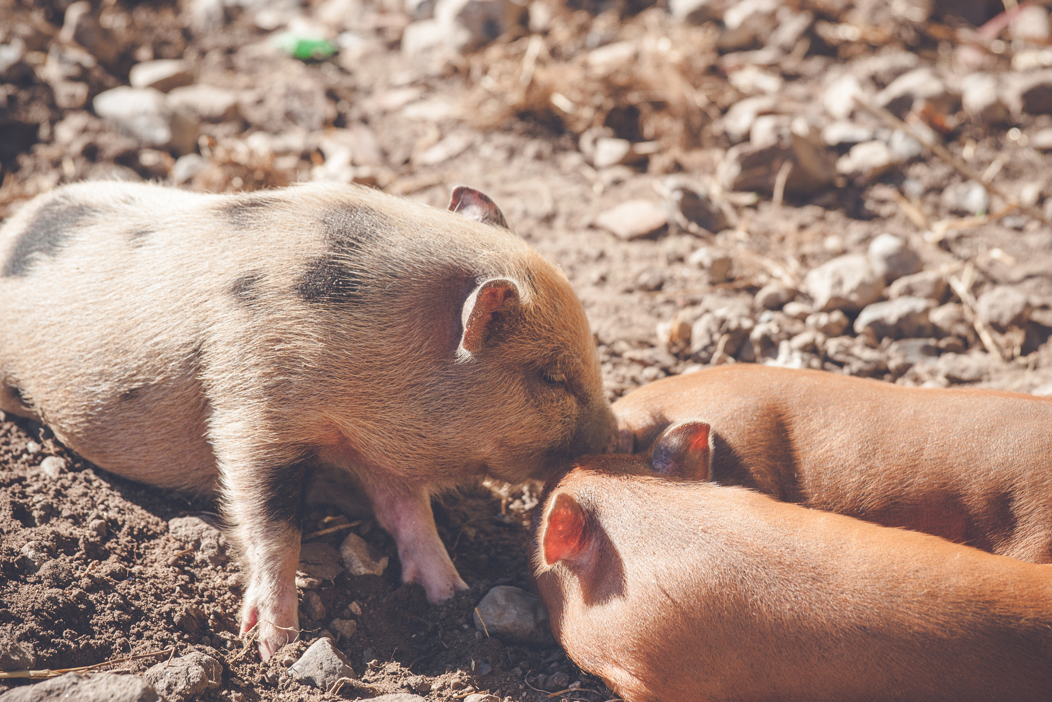 Sony Alpha DSLR-A900 + Sony 70-400mm F4-5.6 G SSM II sample photo. Brown piglets at a farm photography