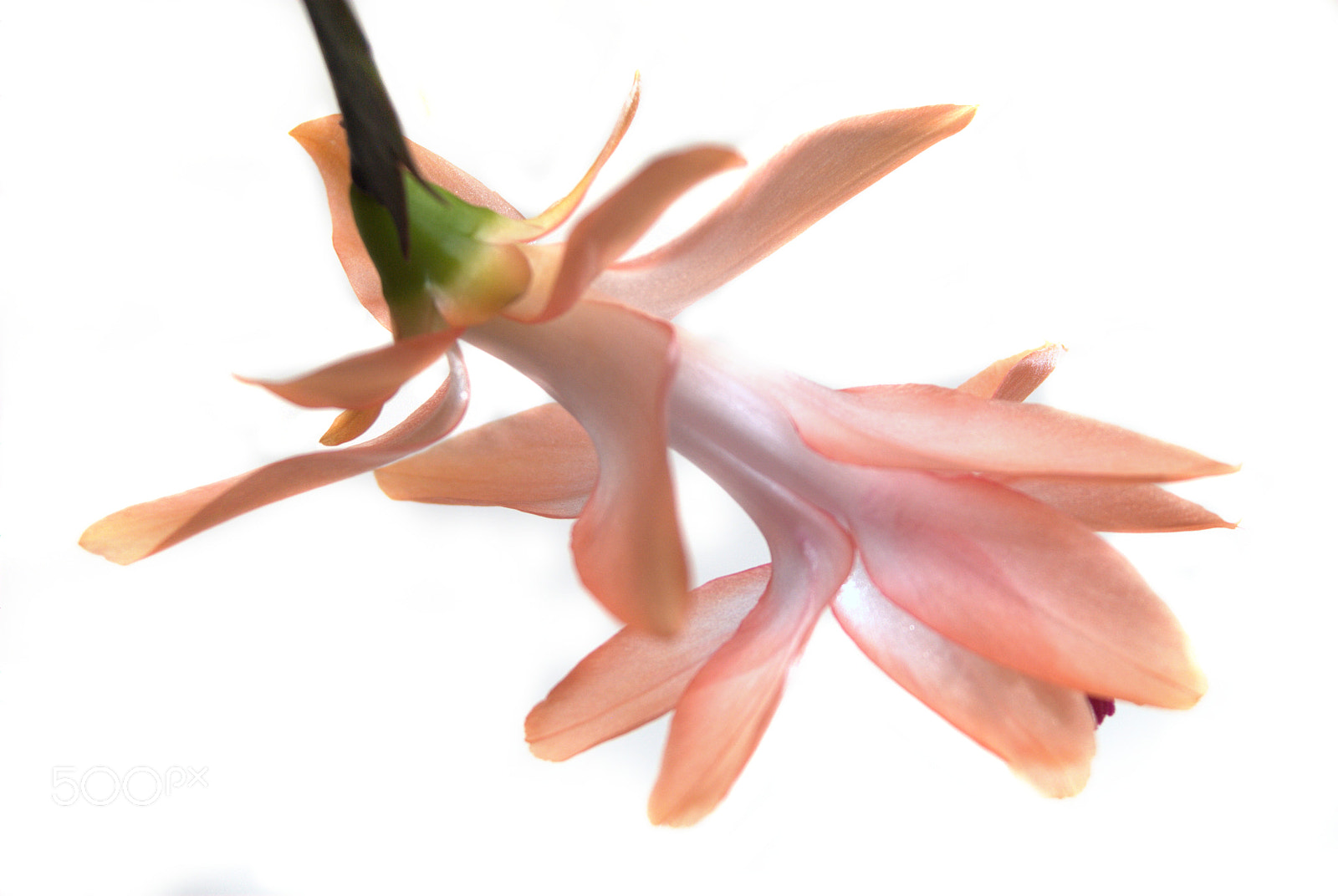 Nikon D3000 sample photo. Orange christmas cactus flower photography