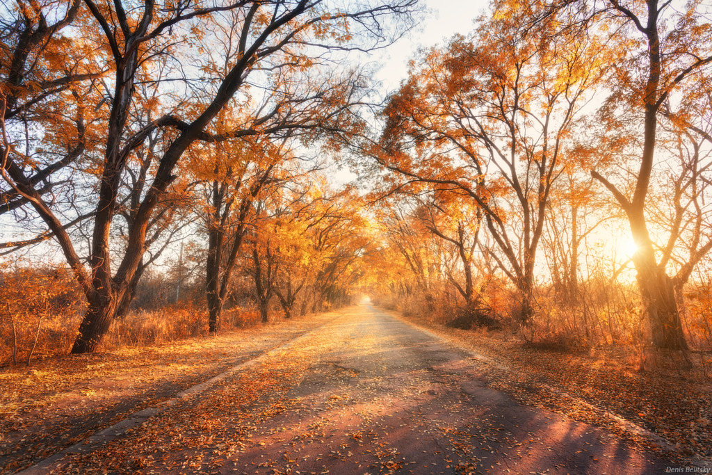 Autumn forest with country road at sunset by Denys Bilytskyi on 500px.com