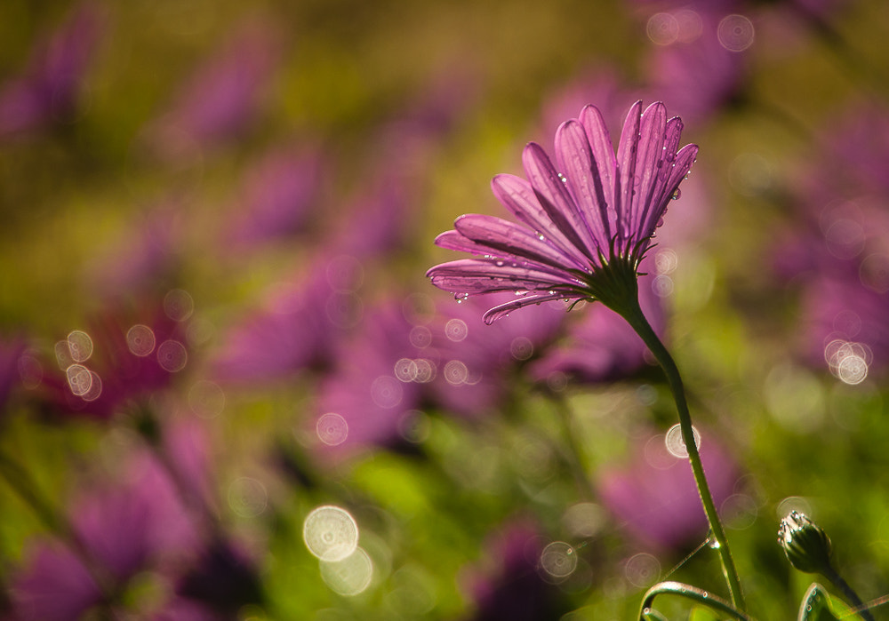Nikon D5000 sample photo. Daisy magic photography