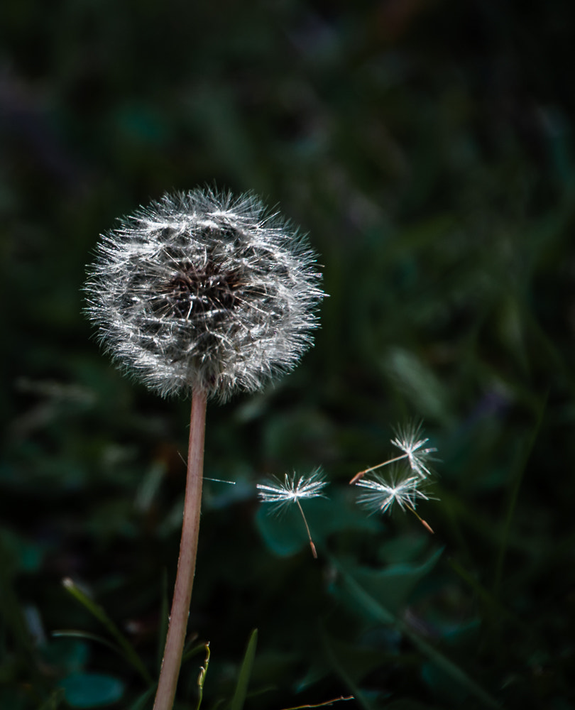 Nikon D5000 sample photo. Dandelion  ..  release photography