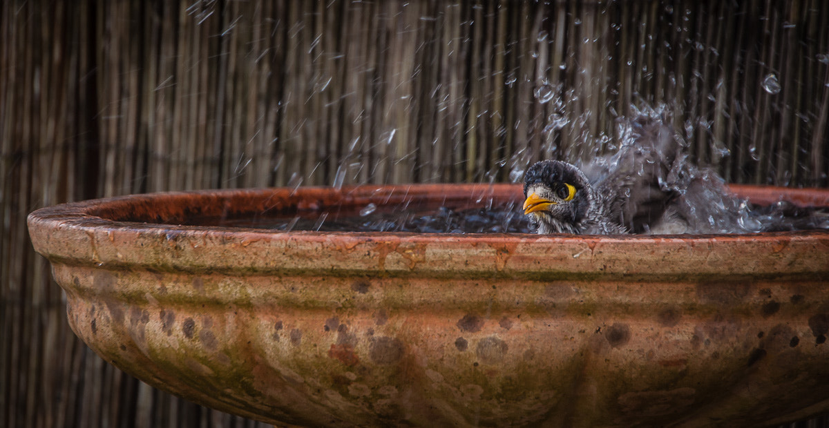 Nikon D5000 sample photo. Splish splash i was taking a bath ..... photography