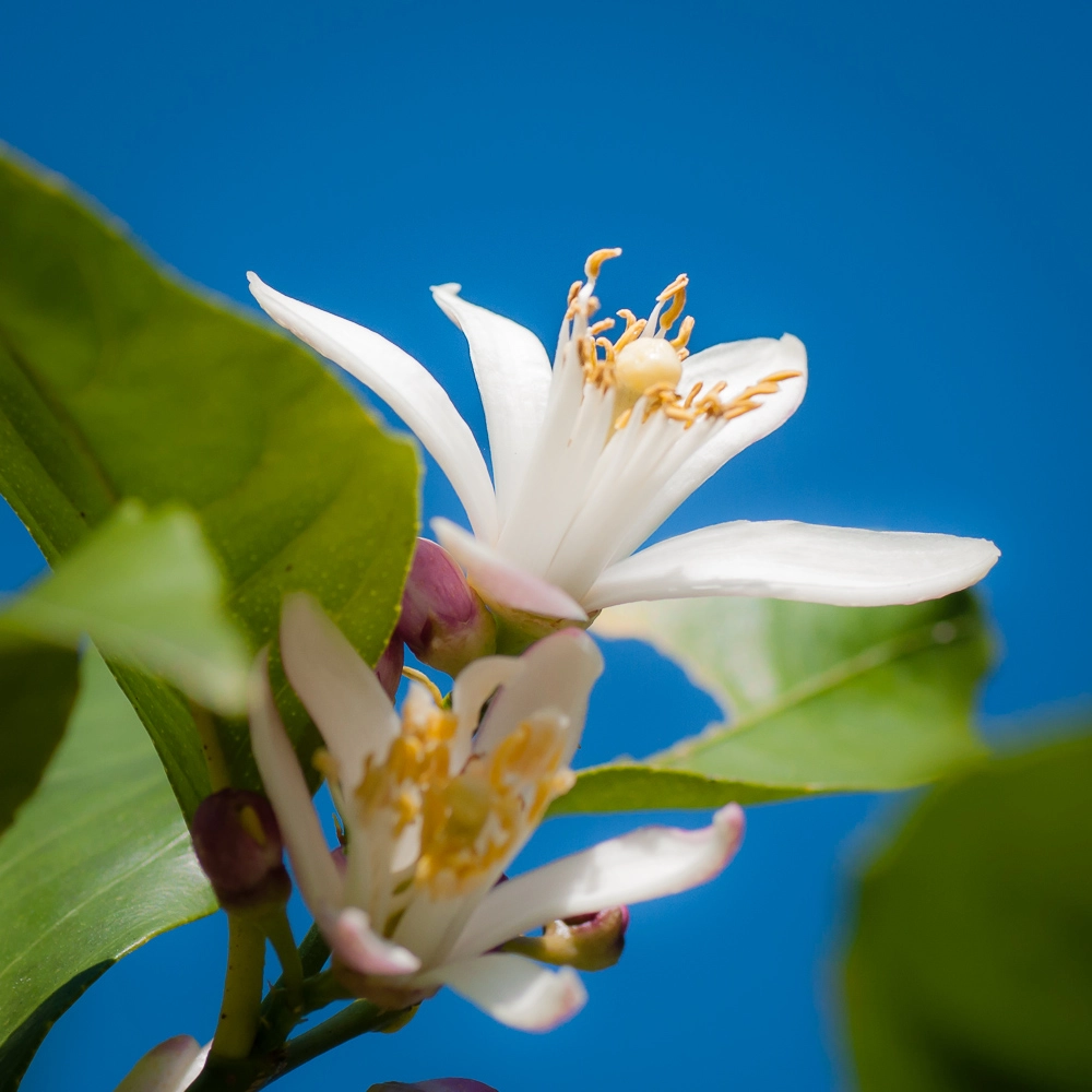 Nikon D5000 sample photo. Lemon blossom photography