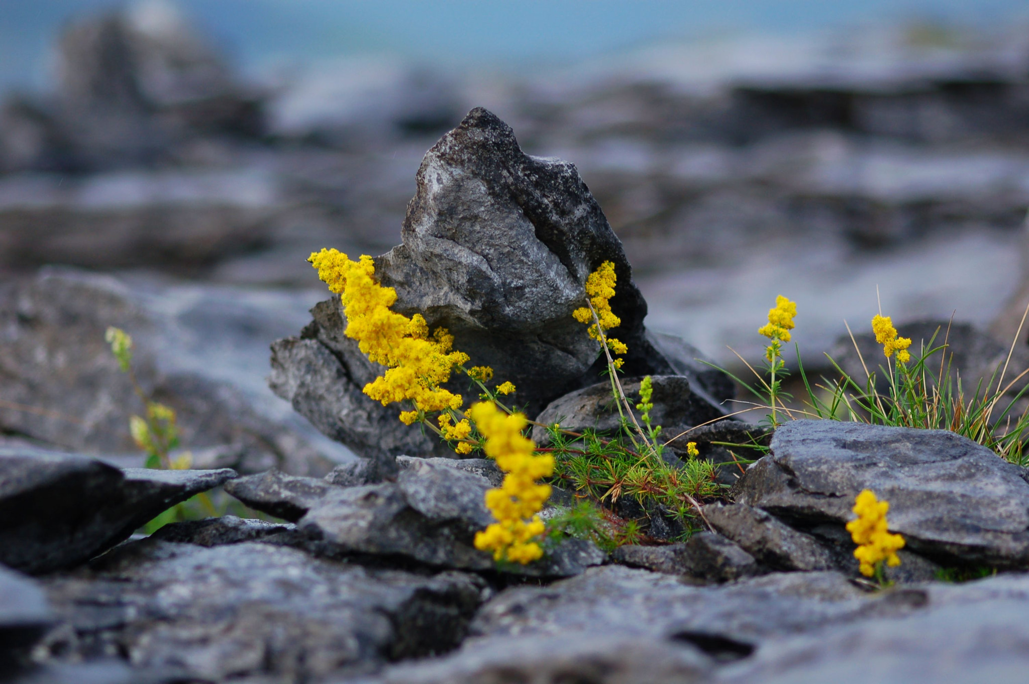 Nikon D50 sample photo. Lady's bedstraw photography