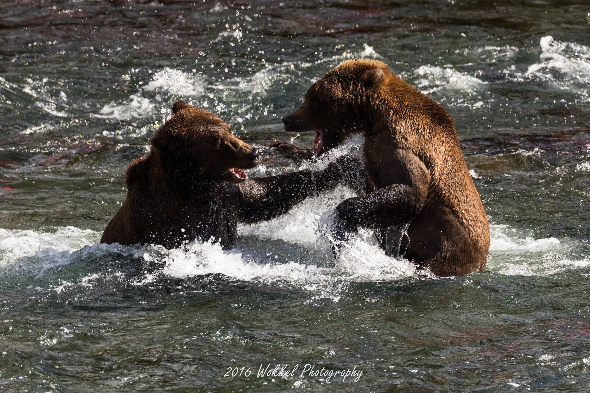 Canon EOS 5DS R + Canon EF 100-400mm F4.5-5.6L IS II USM sample photo. Grizzly fight photography