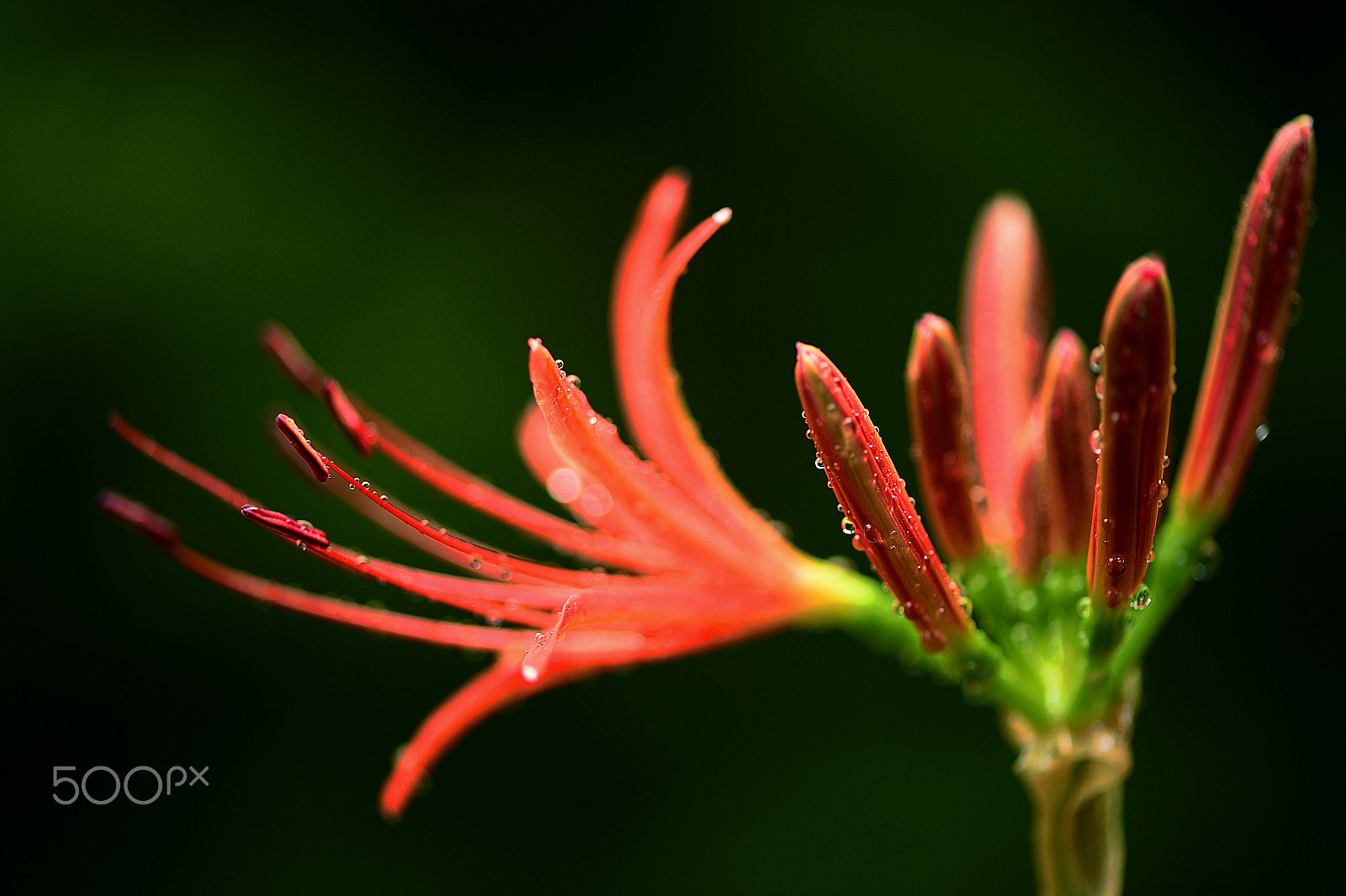 Nikon Df sample photo. A magic lily after rain photography