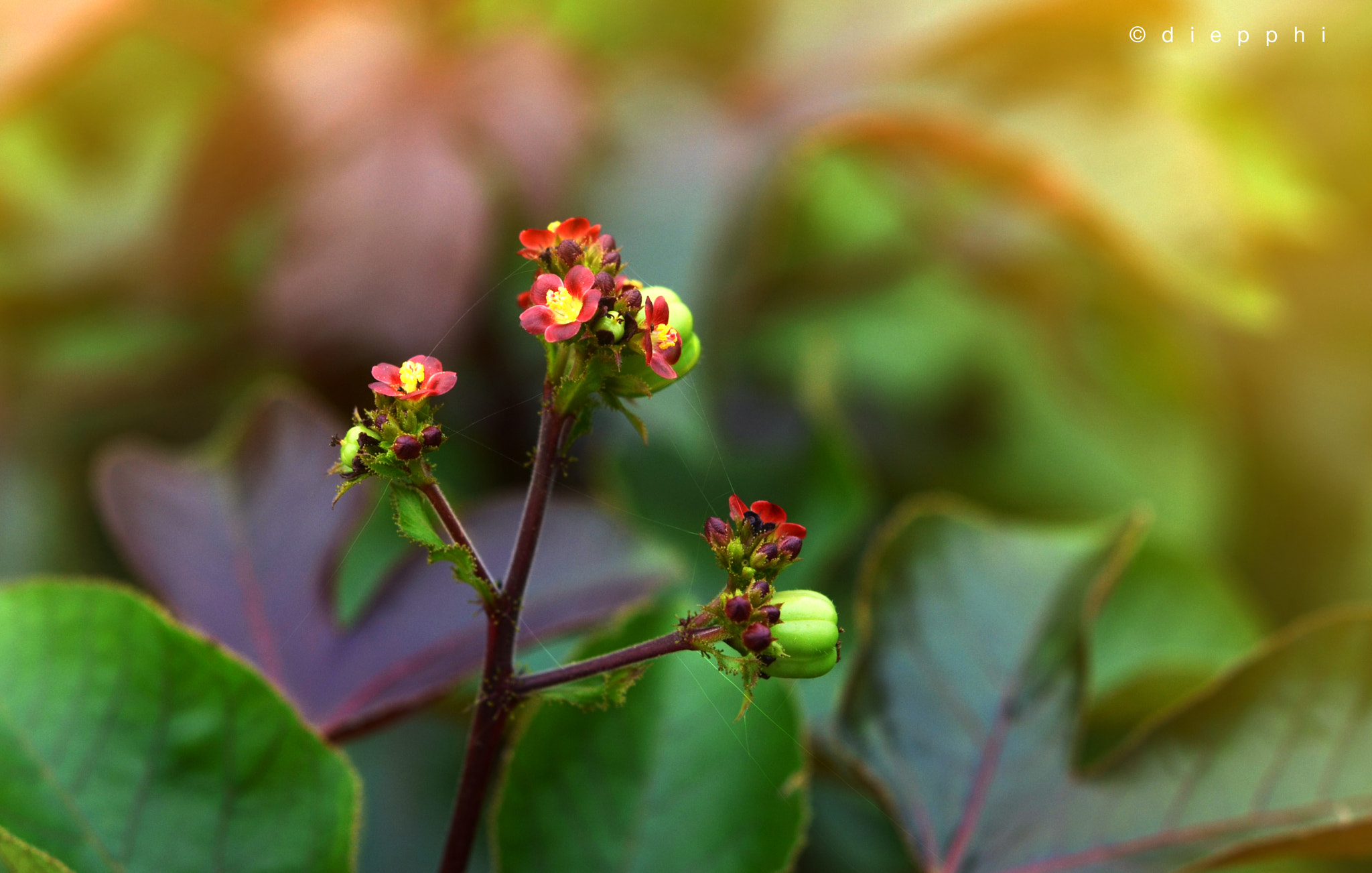 Nikon AF-S Micro-Nikkor 60mm F2.8G ED sample photo. Hoa dai photography