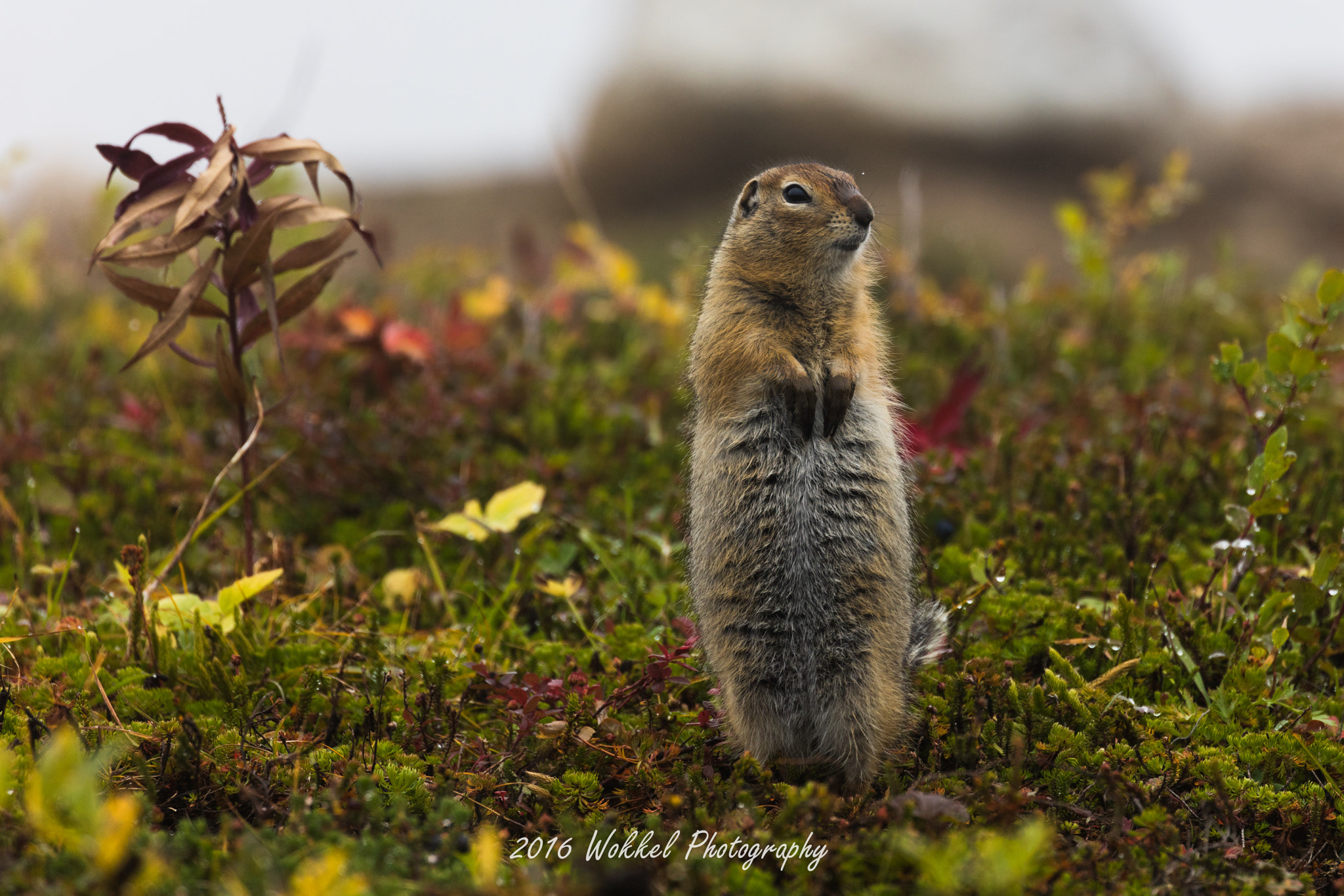 Canon EOS 5DS R + Canon EF 100-400mm F4.5-5.6L IS II USM sample photo. Arctic ground squirrel photography