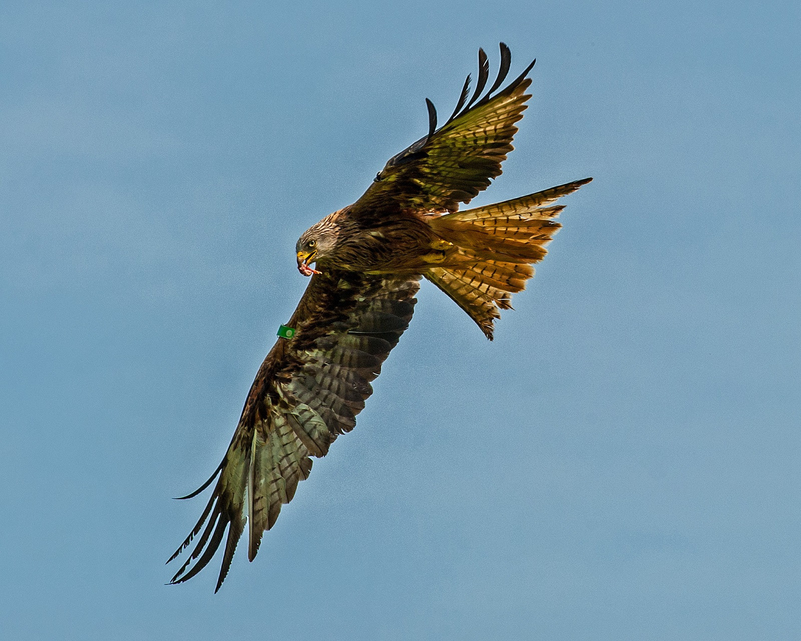 Nikon AF-S Nikkor 300mm F4D ED-IF sample photo. Feeding time ! photography