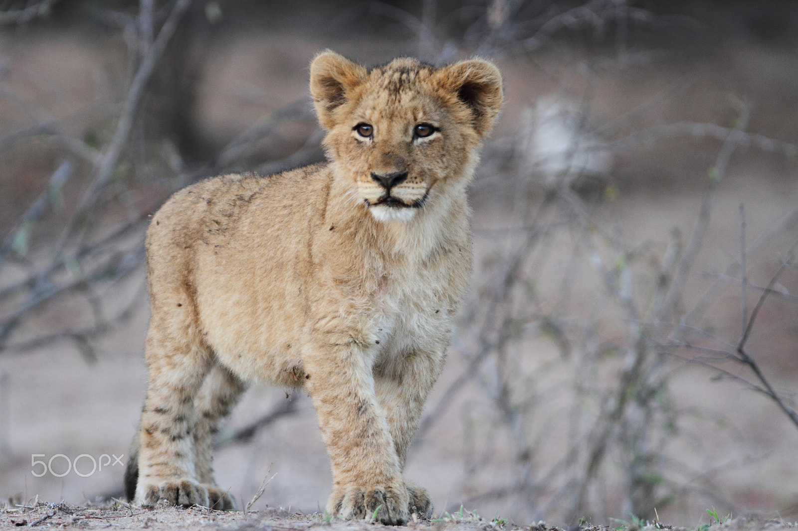 Canon EOS 7D + Canon EF 300mm F2.8L IS USM sample photo. Lion cub standing photography