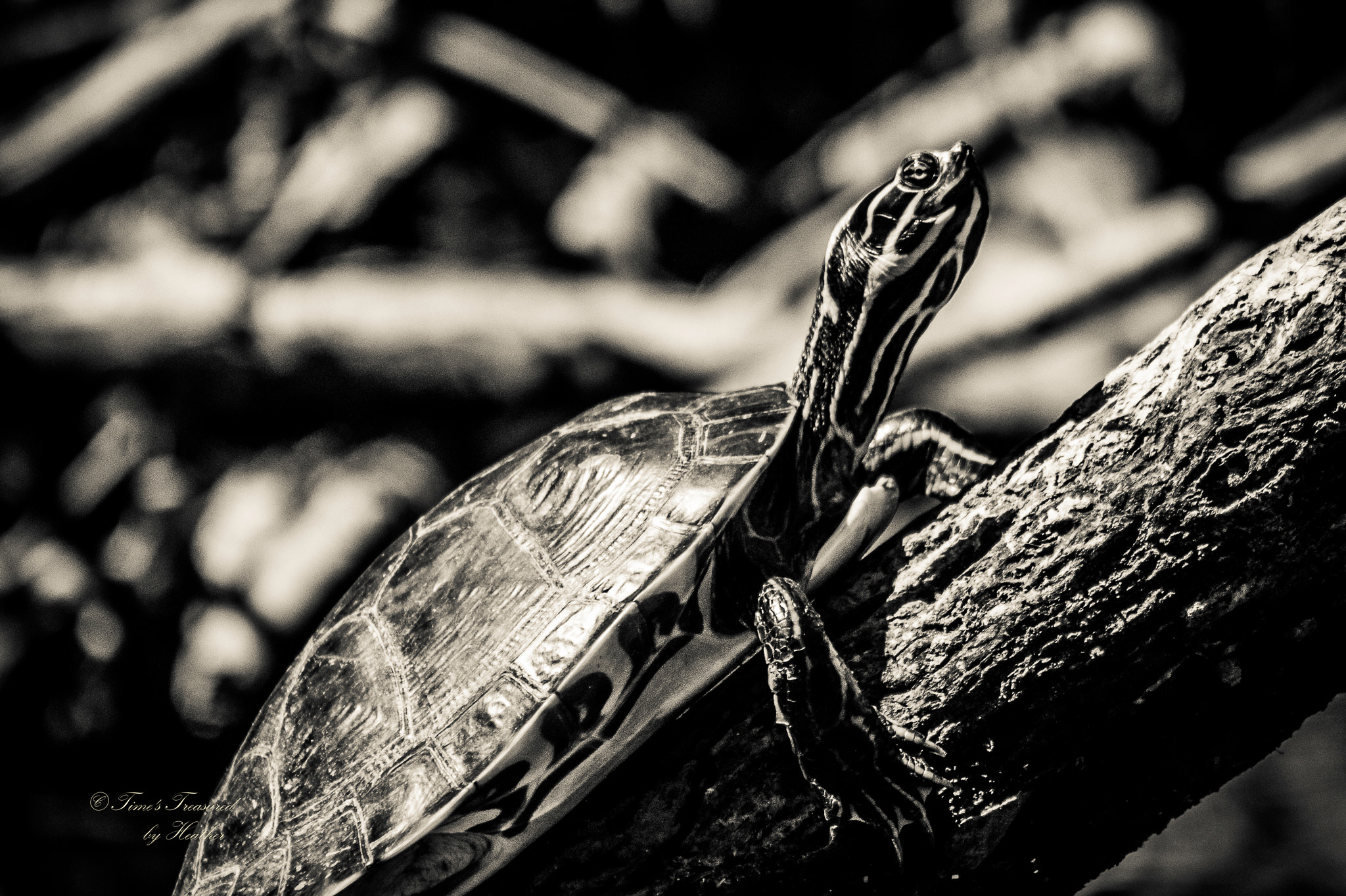 Canon EF 75-300mm f/4-5.6 USM sample photo. Everyone needs a moment in the sun.   eastern painted turtle.  yadkin river.  wilkesboro nc. photography