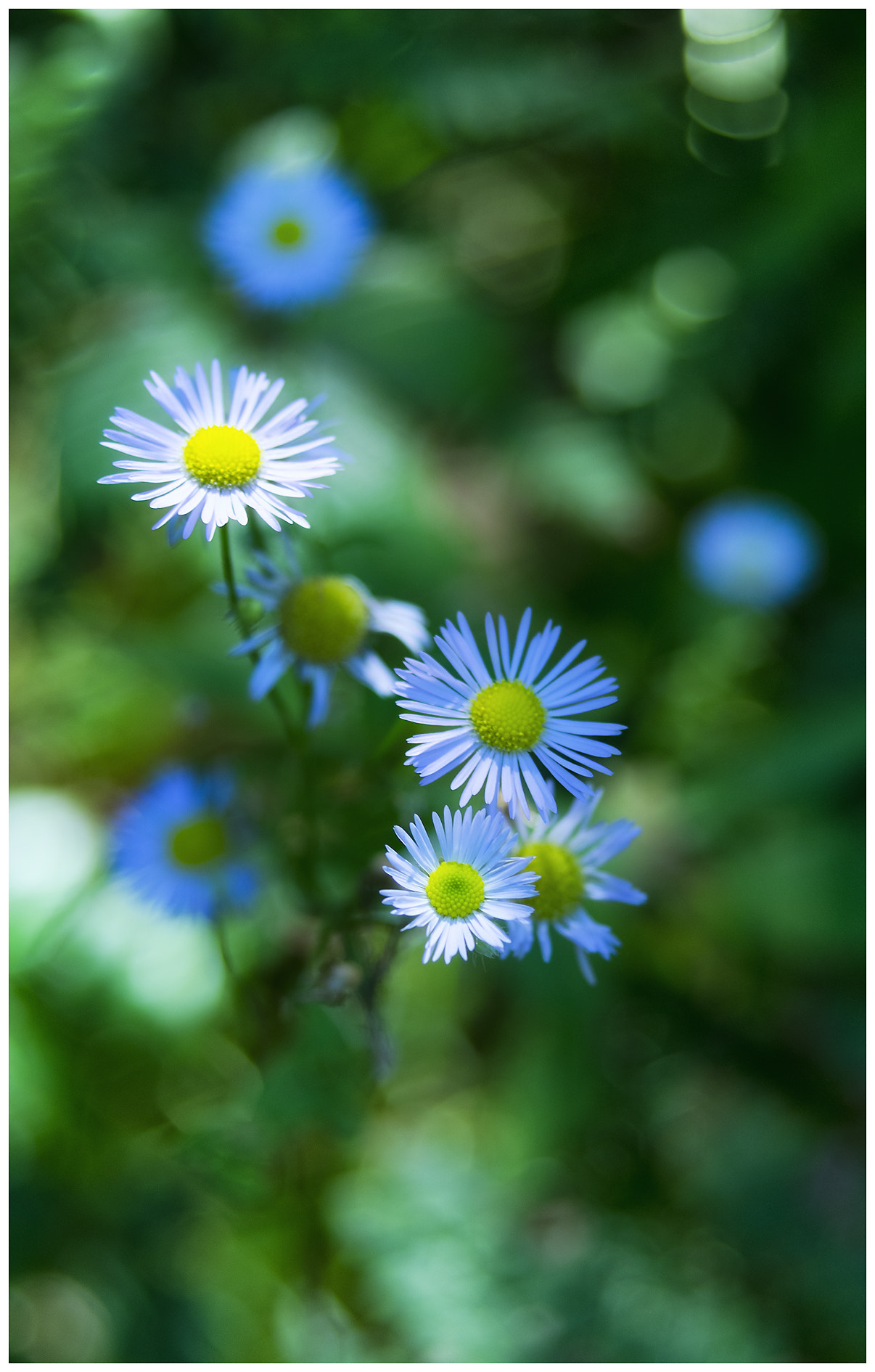 Pentax K-3 + A Series Lens sample photo. Blümchen photography