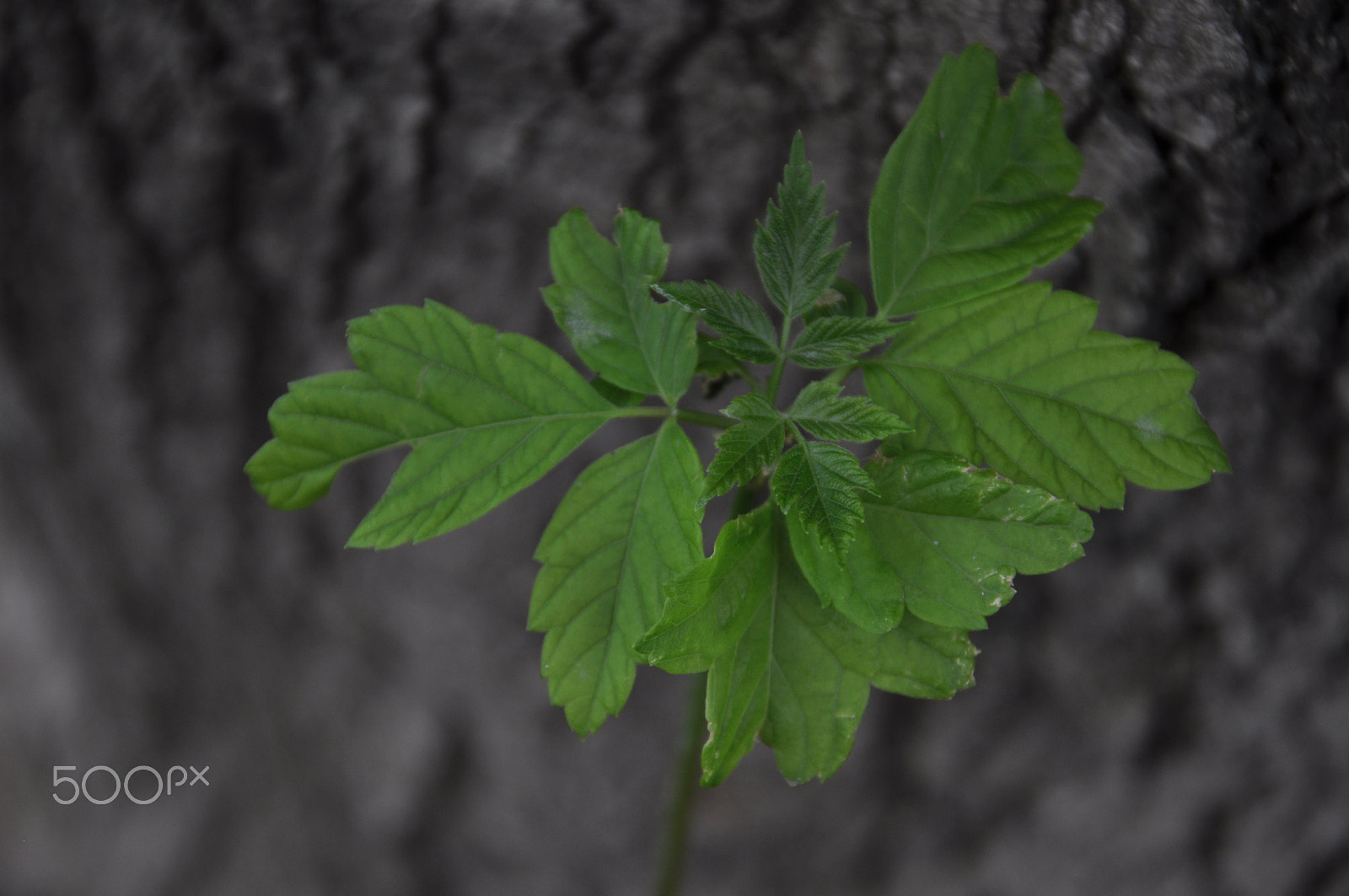 Sigma 18-125mm F3.8-5.6 DC OS HSM sample photo. Mevsimin son yeşilleri (last green seasons) photography