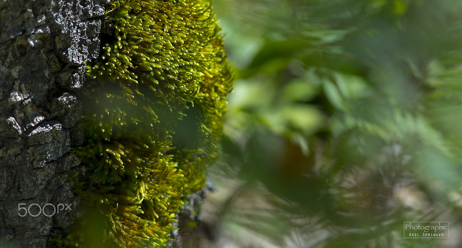 Pentax K-3 sample photo. Detail of a tree photography