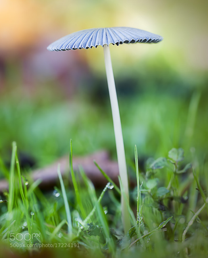 Photograph Parasol by Wim Bolsens on 500px
