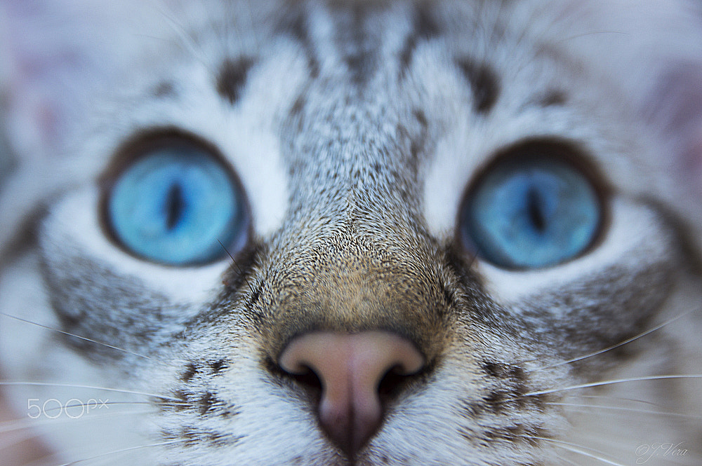 Sigma 17-70mm F2.8-4 DC Macro OS HSM | C sample photo. This eyes... photography
