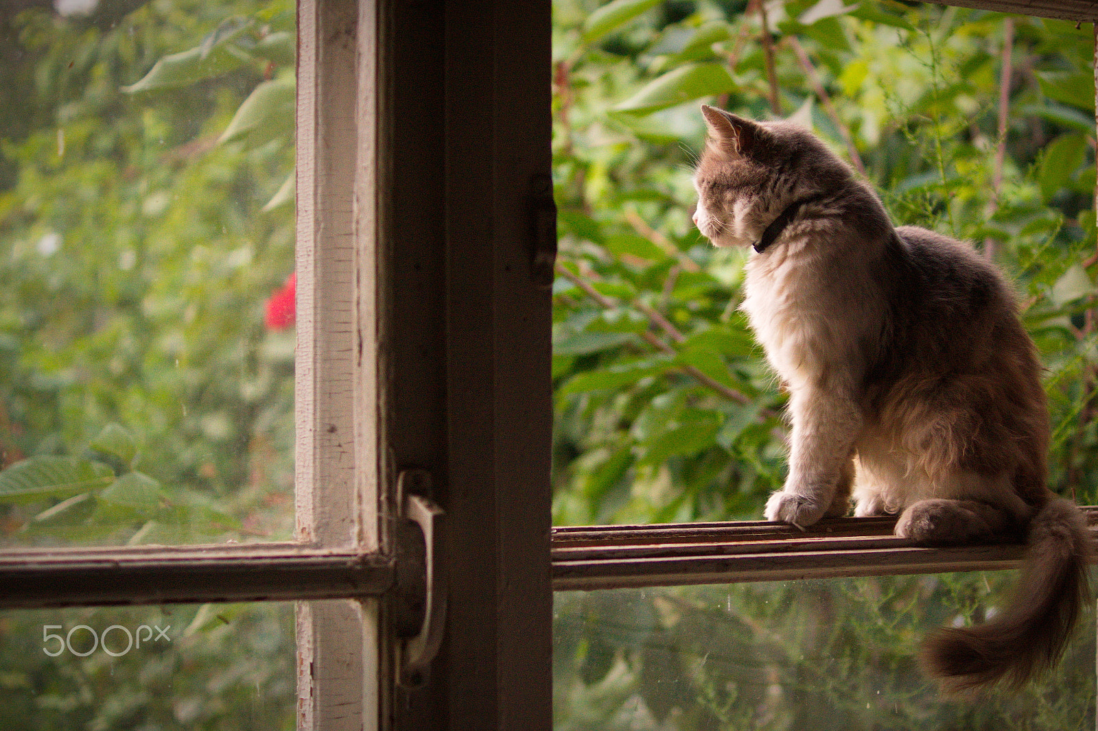 Sony SLT-A65 (SLT-A65V) + Sony DT 35mm F1.8 SAM sample photo. Summer moved on photography