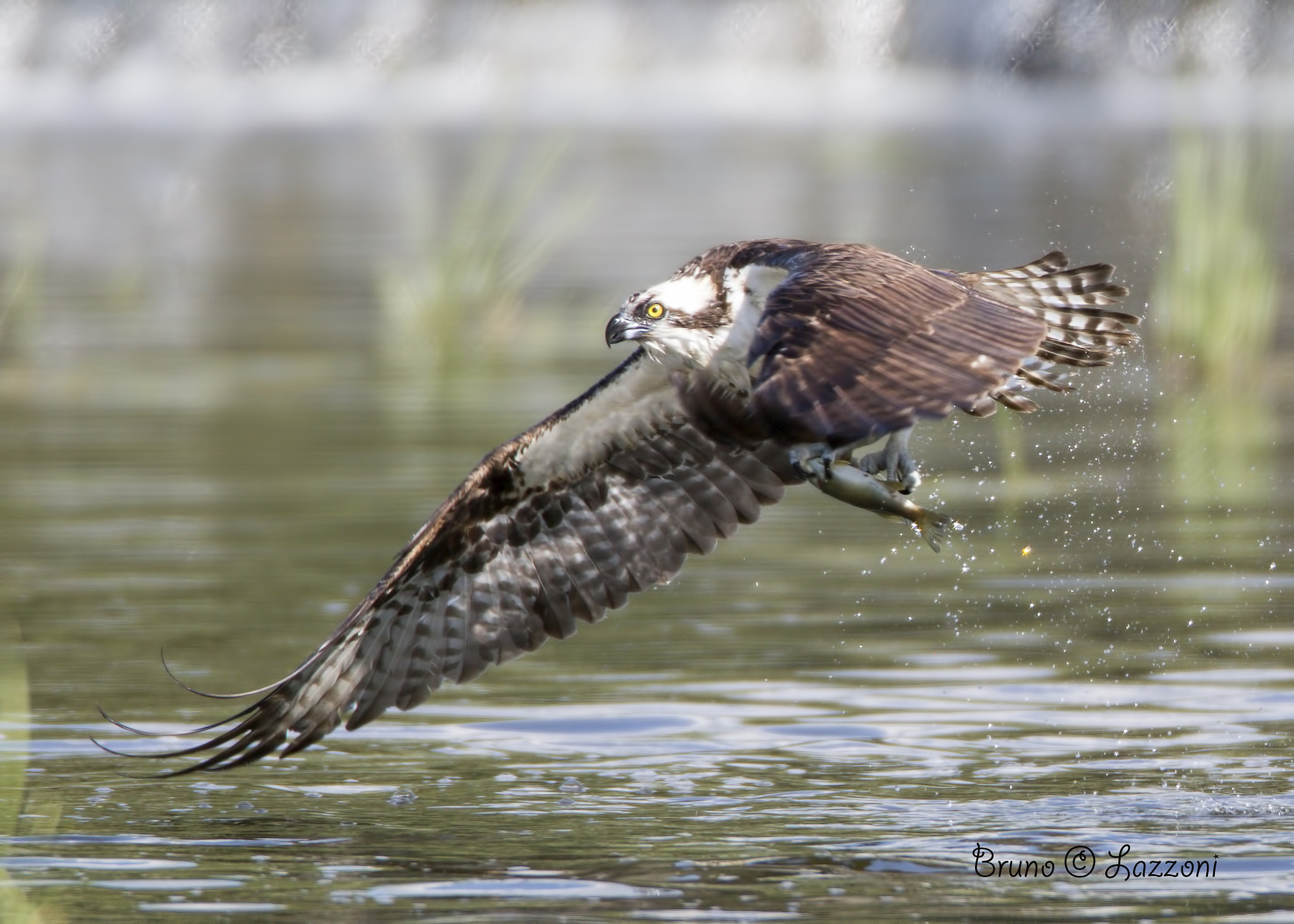 Canon EOS-1D X + Canon EF 600mm F4L IS USM sample photo. Osprey ( balbuzard pêcheur ) photography