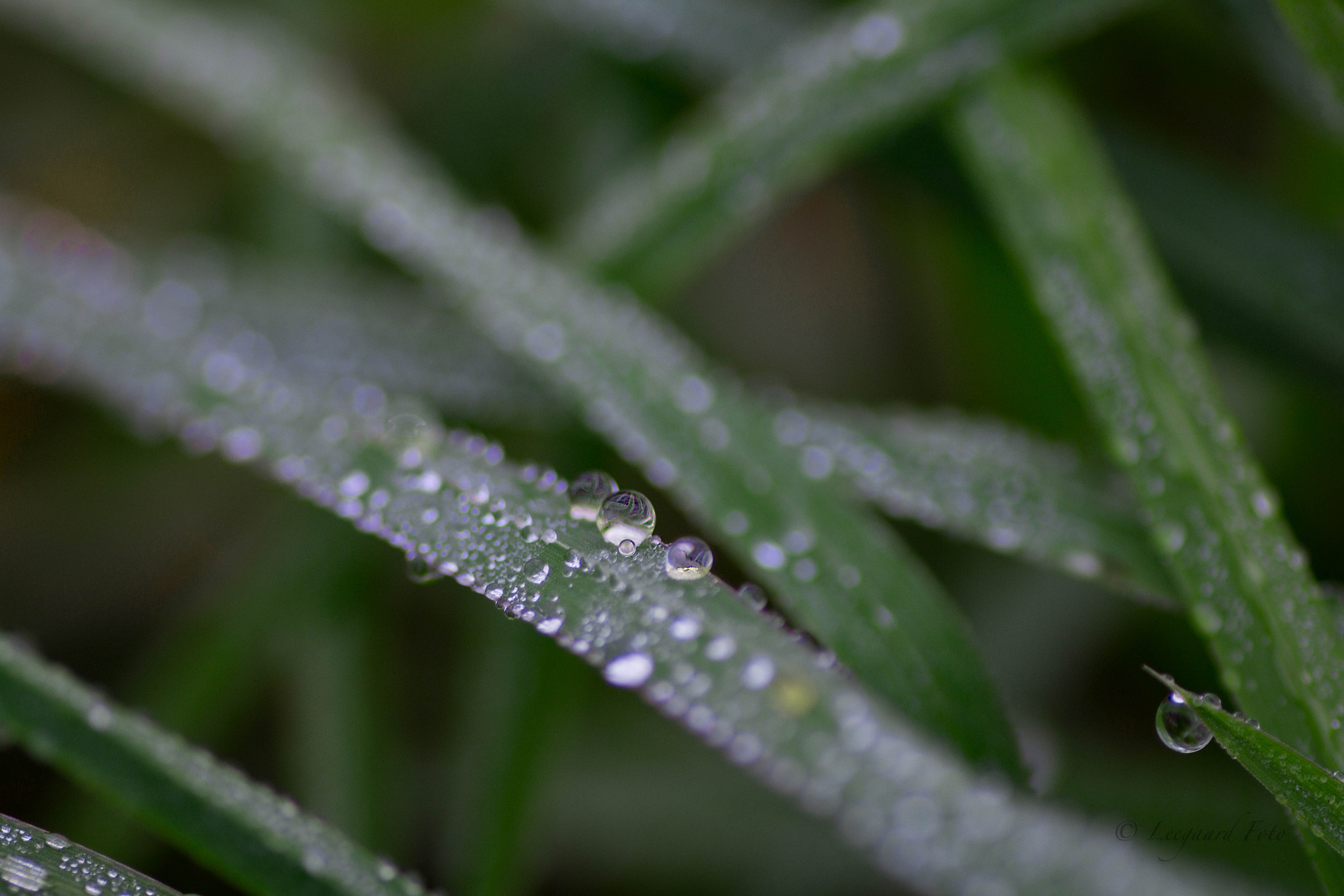 Canon EOS 70D + Tamron SP AF 90mm F2.8 Di Macro sample photo. Droplets photography