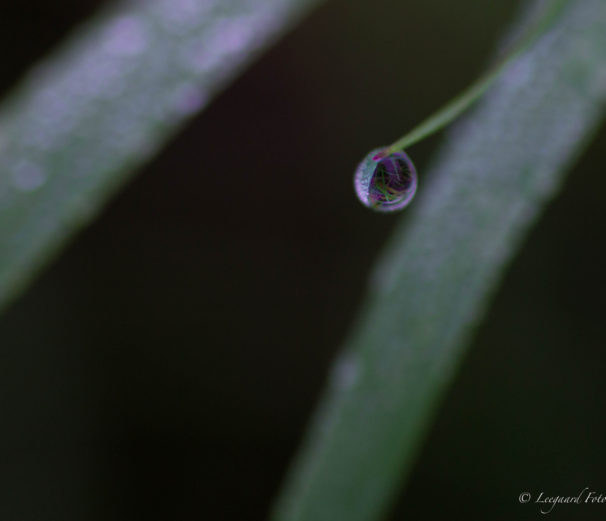 Canon EOS 70D + Tamron SP AF 90mm F2.8 Di Macro sample photo. Colorful droplet photography