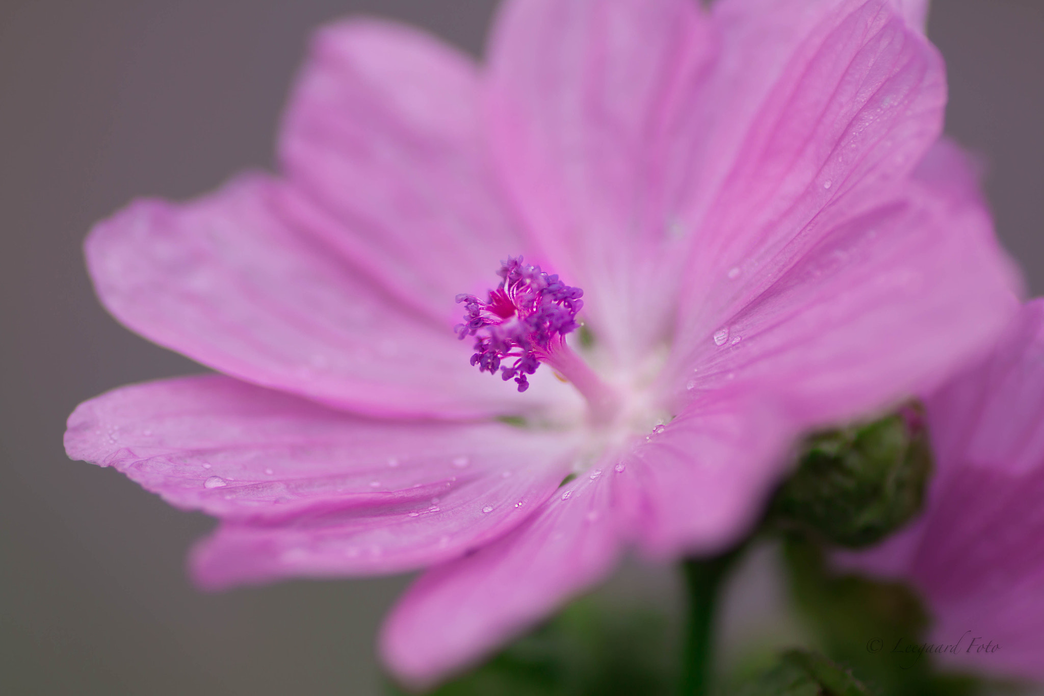 Canon EOS 70D + Tamron SP AF 90mm F2.8 Di Macro sample photo. Flower photography