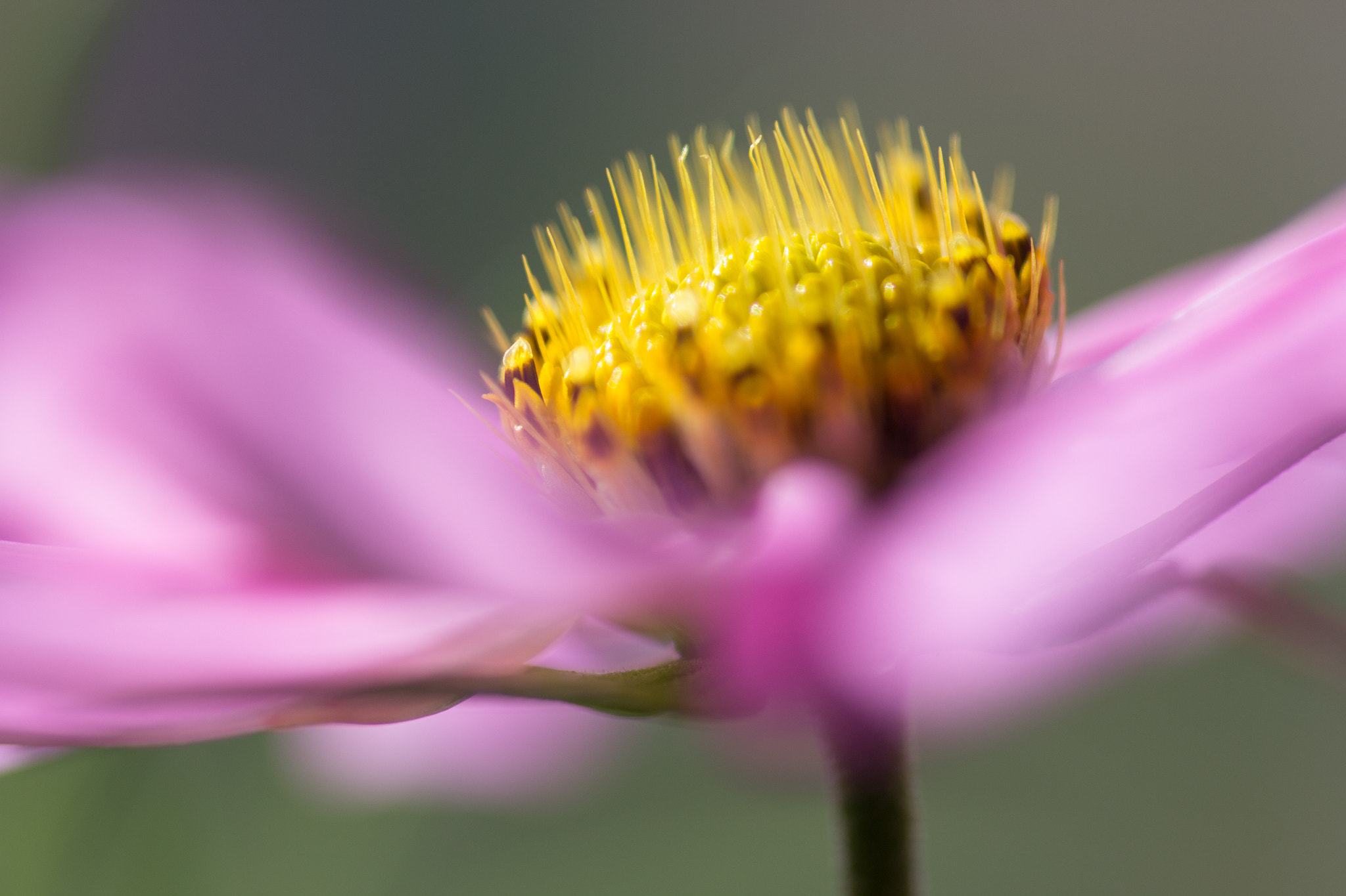 Canon EOS 60D + Sigma 105mm F2.8 EX DG Macro sample photo. Ready to shine - belle au soleil photography
