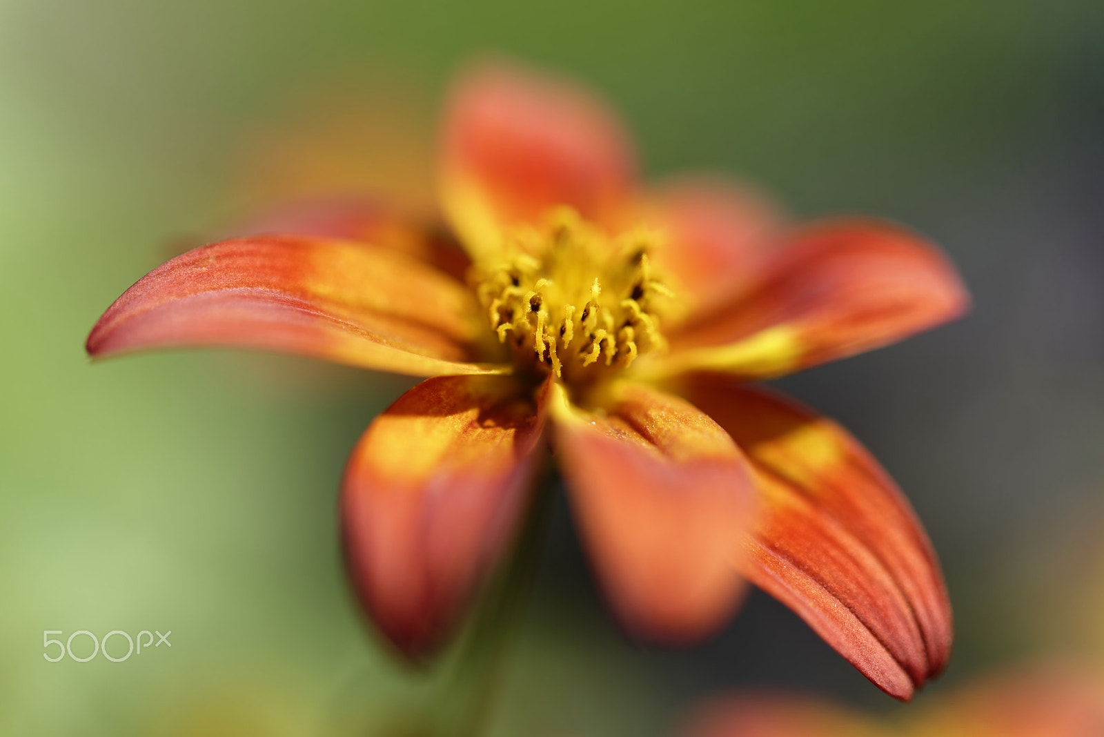 Nikon AF-S Micro-Nikkor 60mm F2.8G ED sample photo