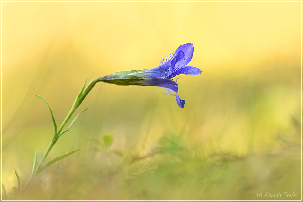 Nikon D5200 + Sigma 150mm F2.8 EX DG Macro HSM sample photo. Another fringed gentian for stephan b. photography