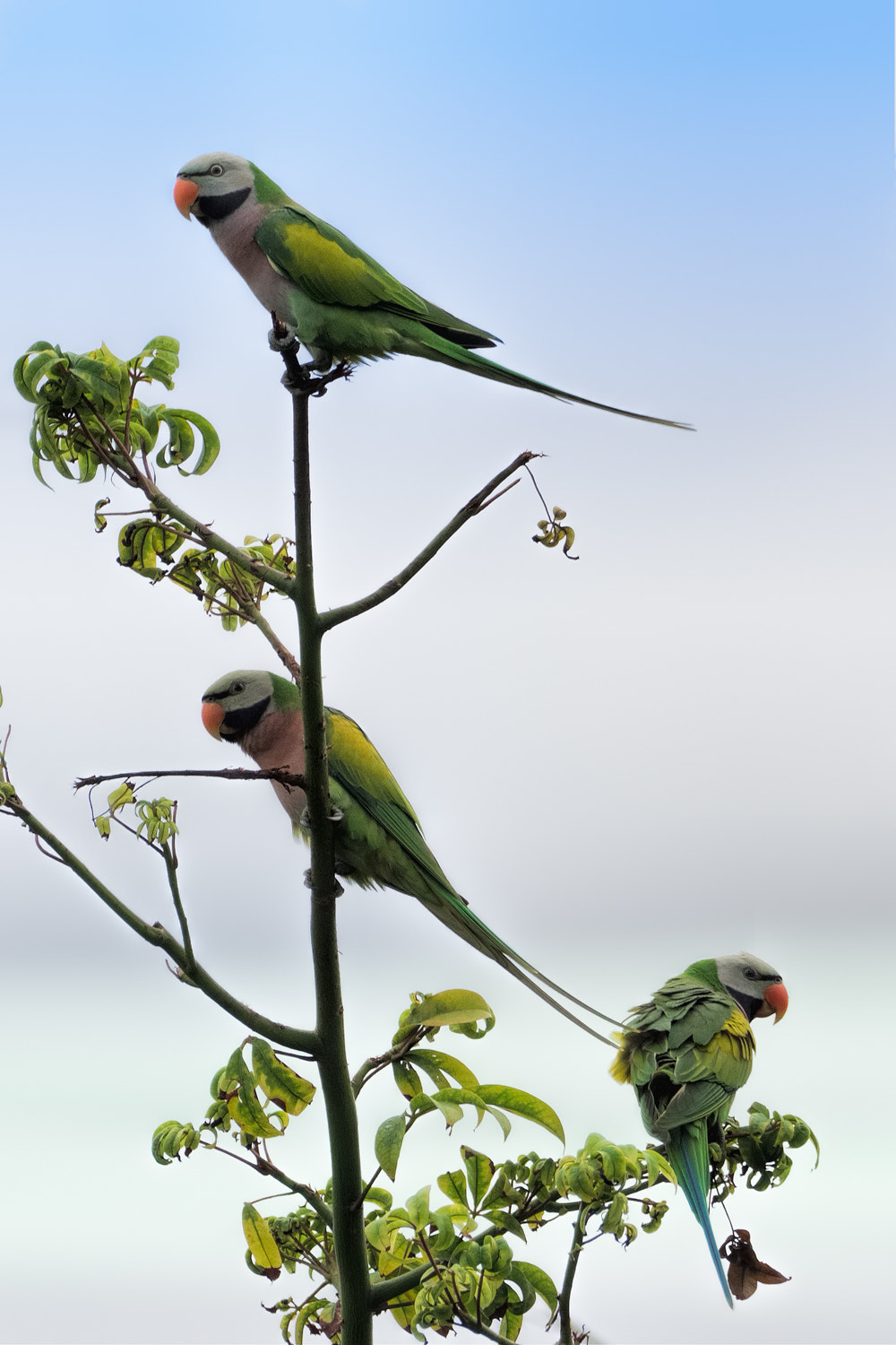 Olympus OM-D E-M1 + M.300mm F4.0 + MC-14 sample photo. Red breasted parakeets photography