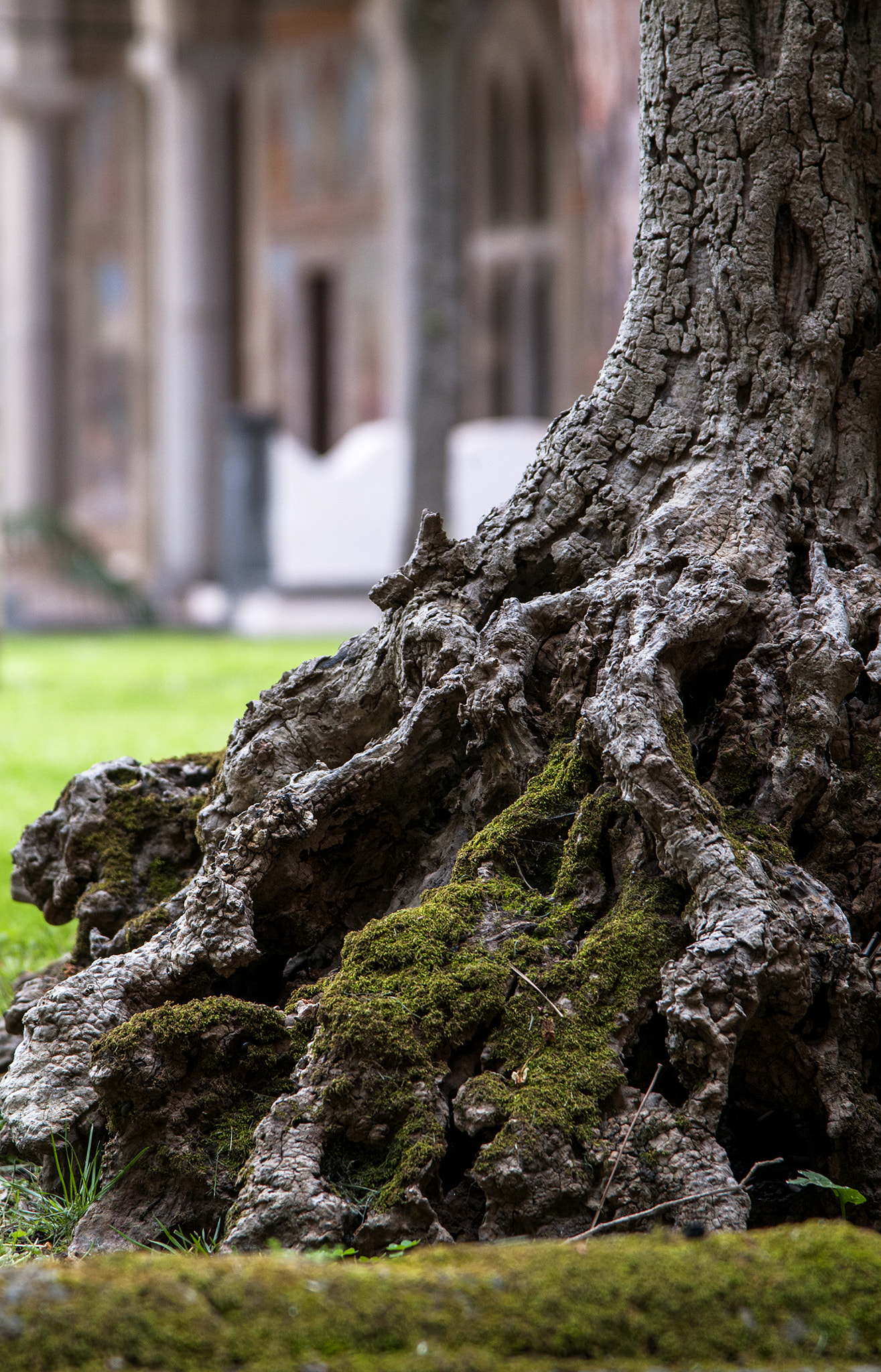 Nikon AF-S Nikkor 24-120mm F4G ED VR sample photo. Old old tree photography