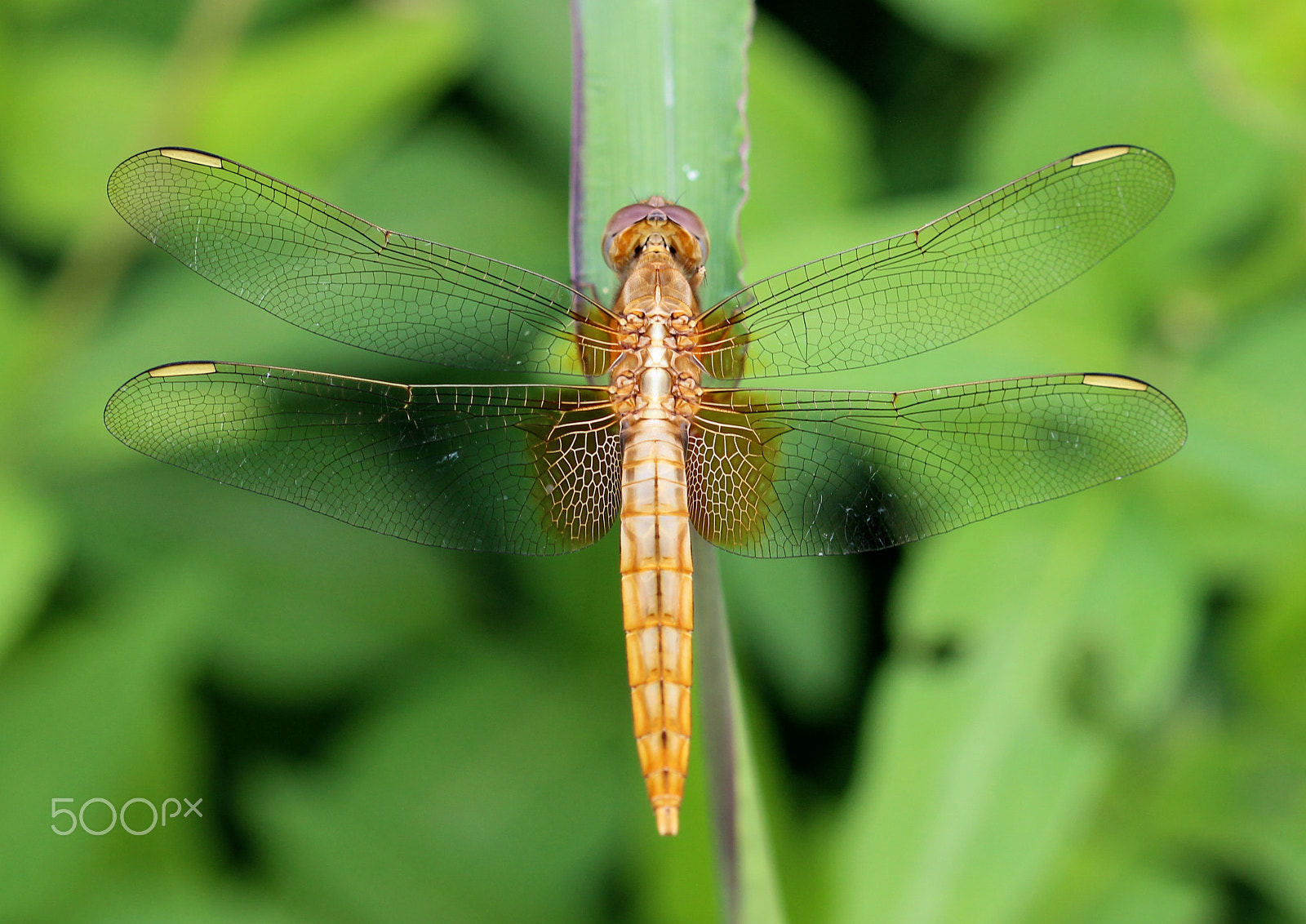 Sigma 105mm F2.8 EX DG OS HSM sample photo. Midas' dragon photography