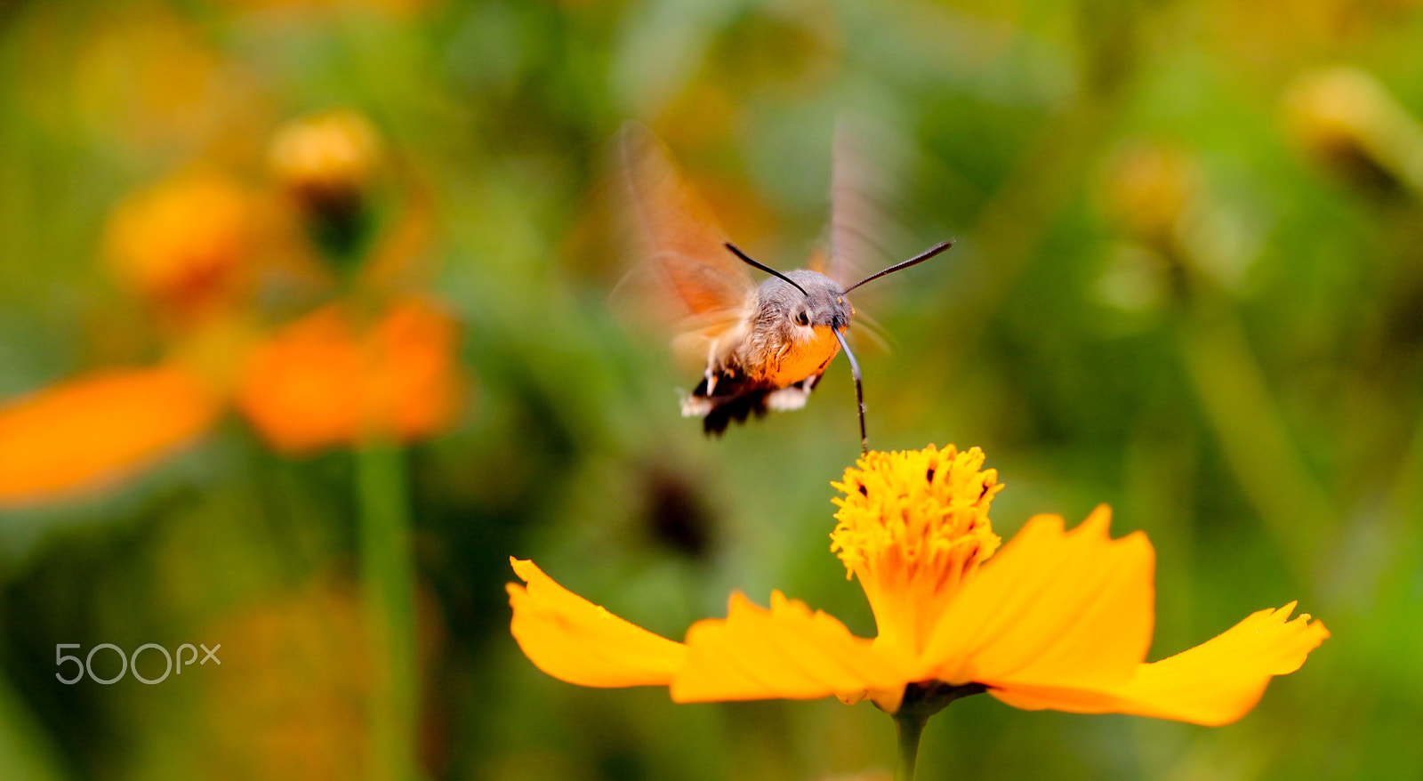 Sigma 105mm F2.8 EX DG OS HSM sample photo. Sphinx moth photography