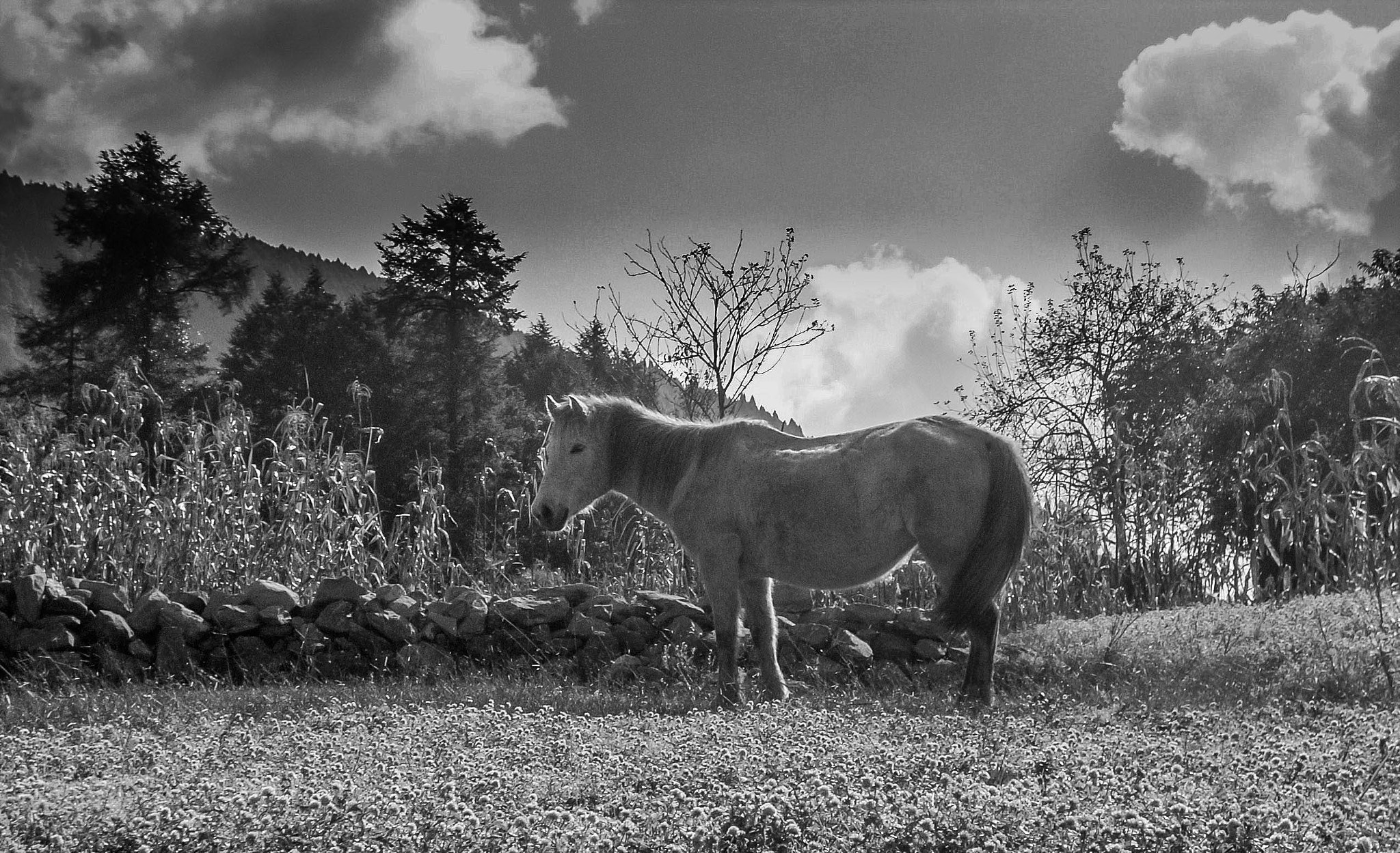 Nikon COOLPIX L10 sample photo. Countryside photography