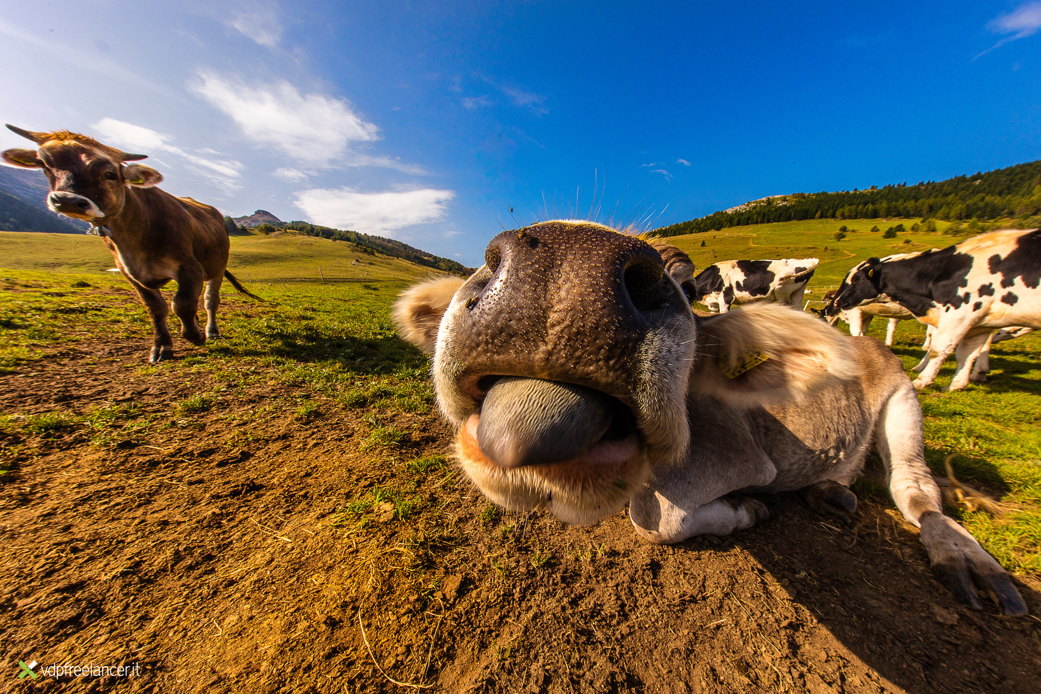 Canon EOS 5DS + Canon EF 11-24mm F4L USM sample photo. Curious cows photography
