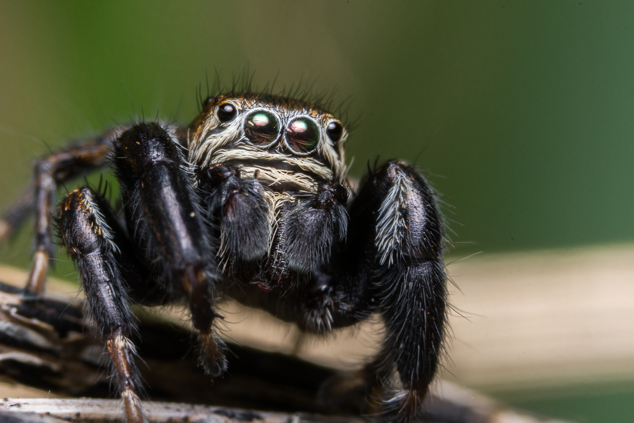 Sony a99 II + 90mm F2.8 Macro SSM sample photo. Jumping spider photography