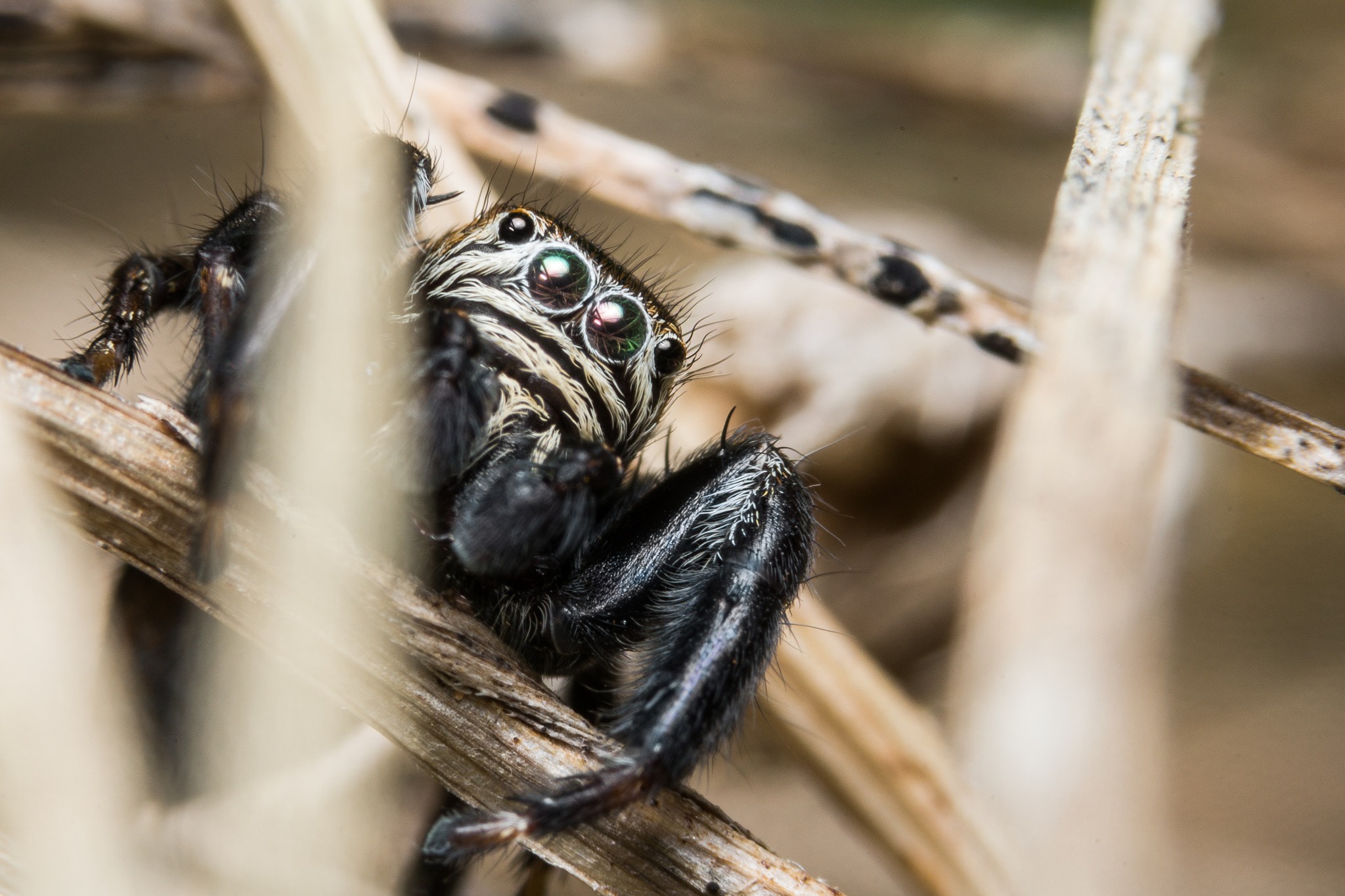 Sony a99 II + 90mm F2.8 Macro SSM sample photo. Jumping spider photography