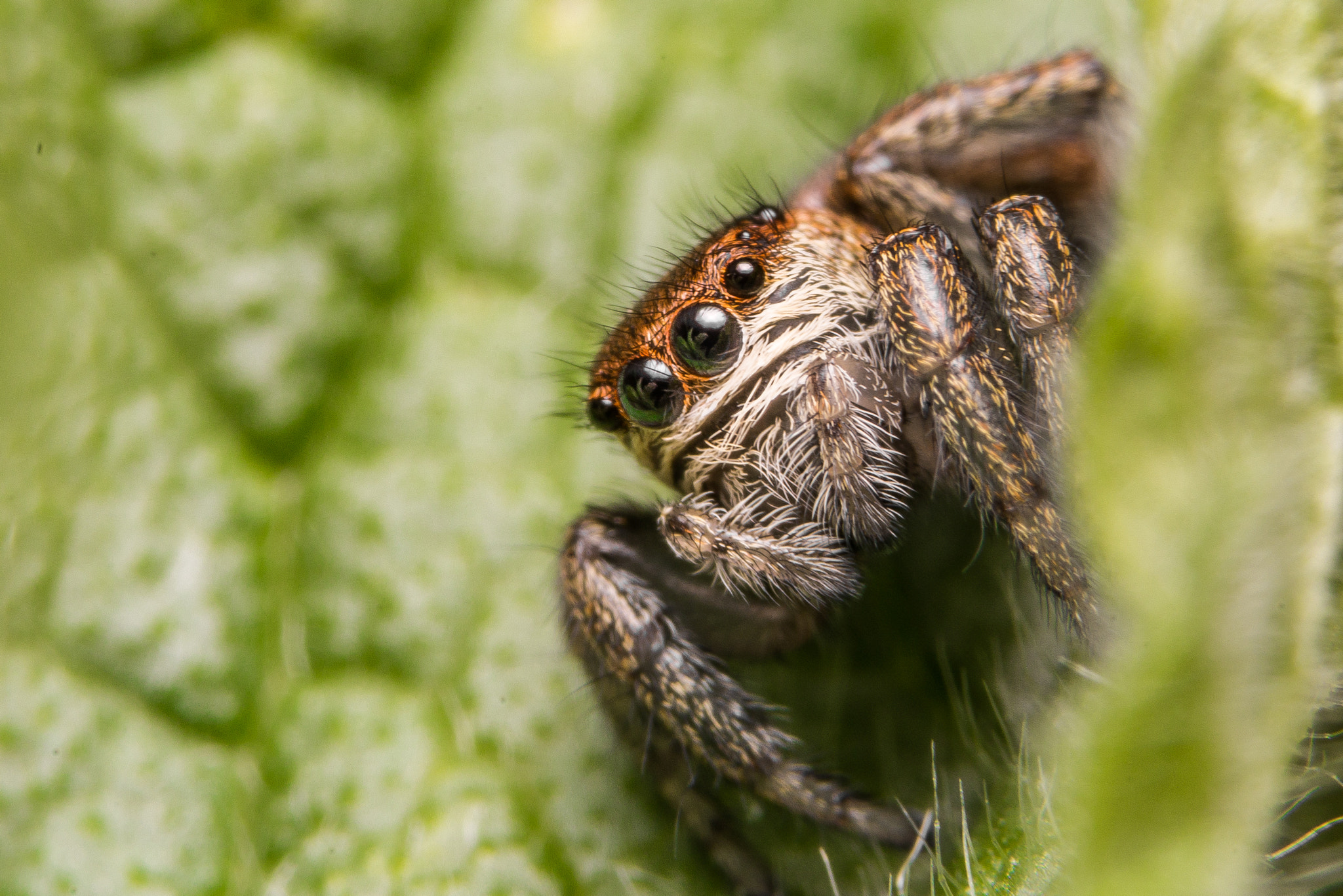 Sony a99 II + 90mm F2.8 Macro SSM sample photo. Jumping spider photography