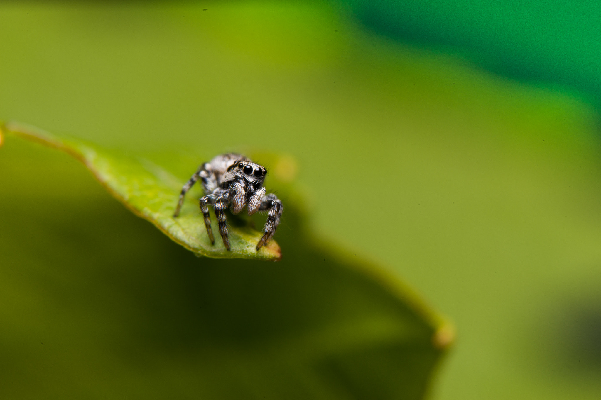 Sony a99 II + 90mm F2.8 Macro SSM sample photo. Jumping spider photography