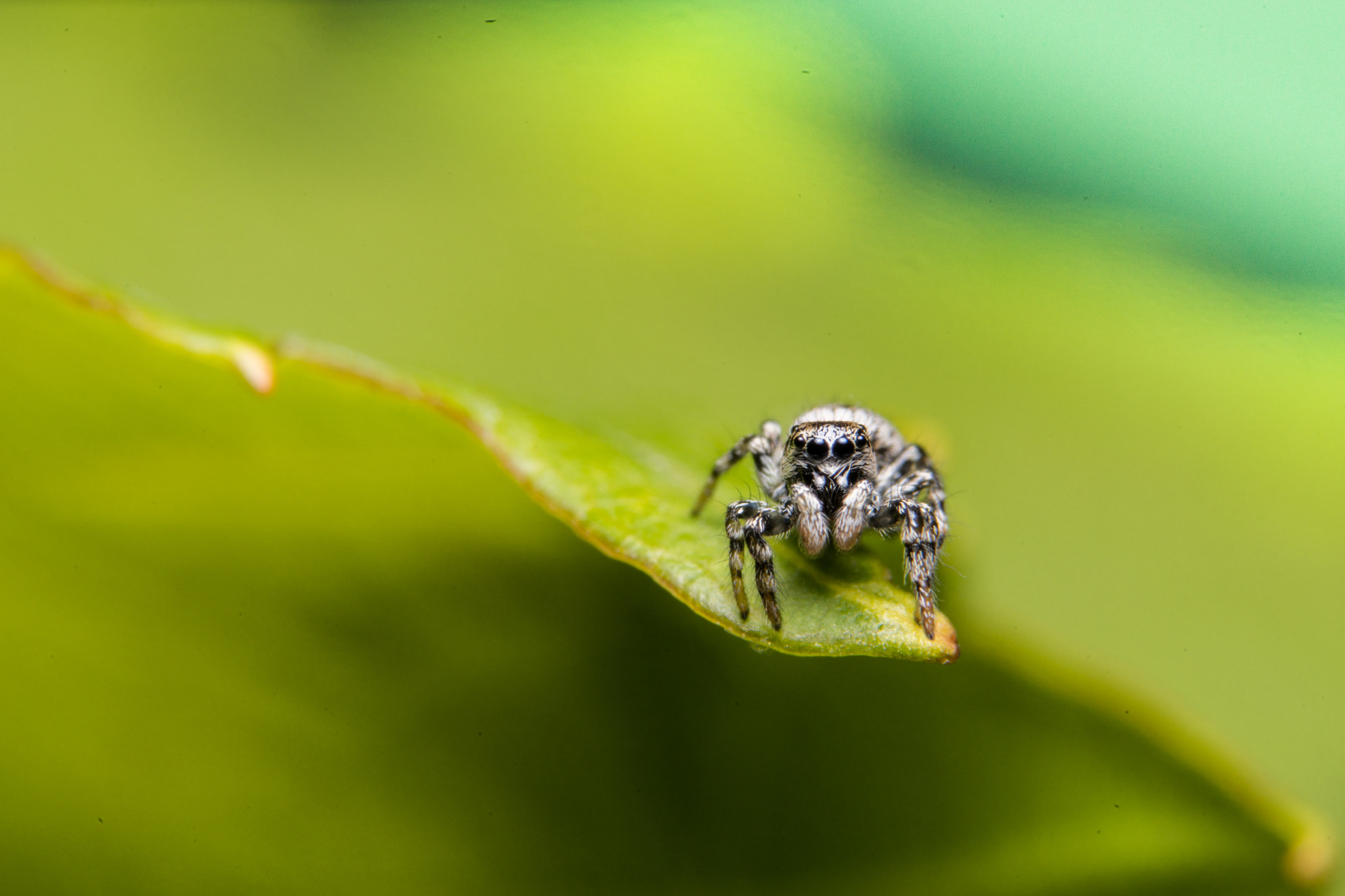 90mm F2.8 Macro SSM sample photo. Jumping spider photography