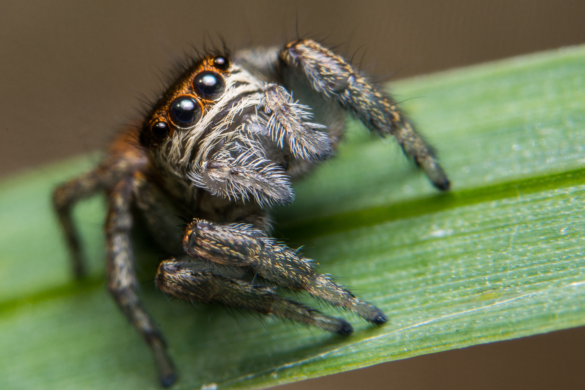 Sony a99 II sample photo. Jumping spider photography