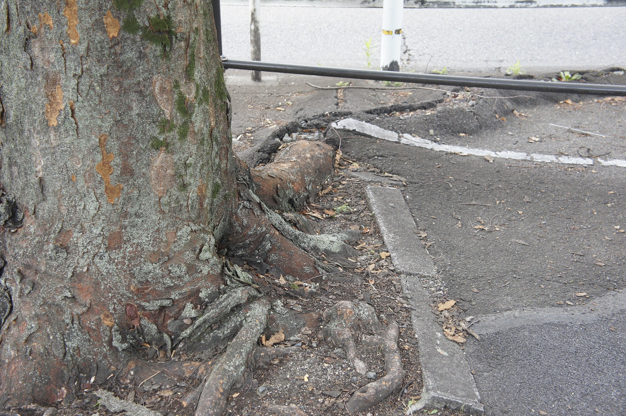 Sony E 18-55mm F3.5-5.6 OSS sample photo. Tree break road photography