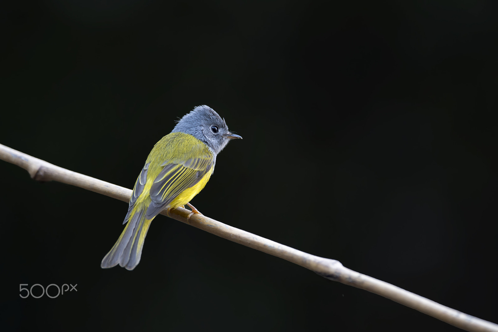 Nikon AF-S Nikkor 600mm F4E FL ED VR sample photo. Grey headed canary flycatcher photography