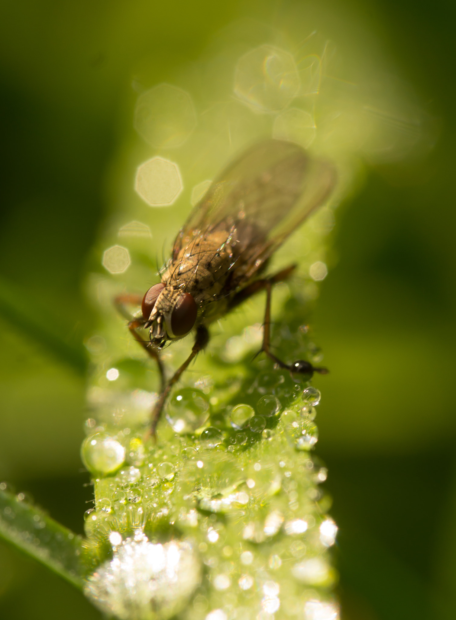 Sony SLT-A65 (SLT-A65V) sample photo. Bug photography