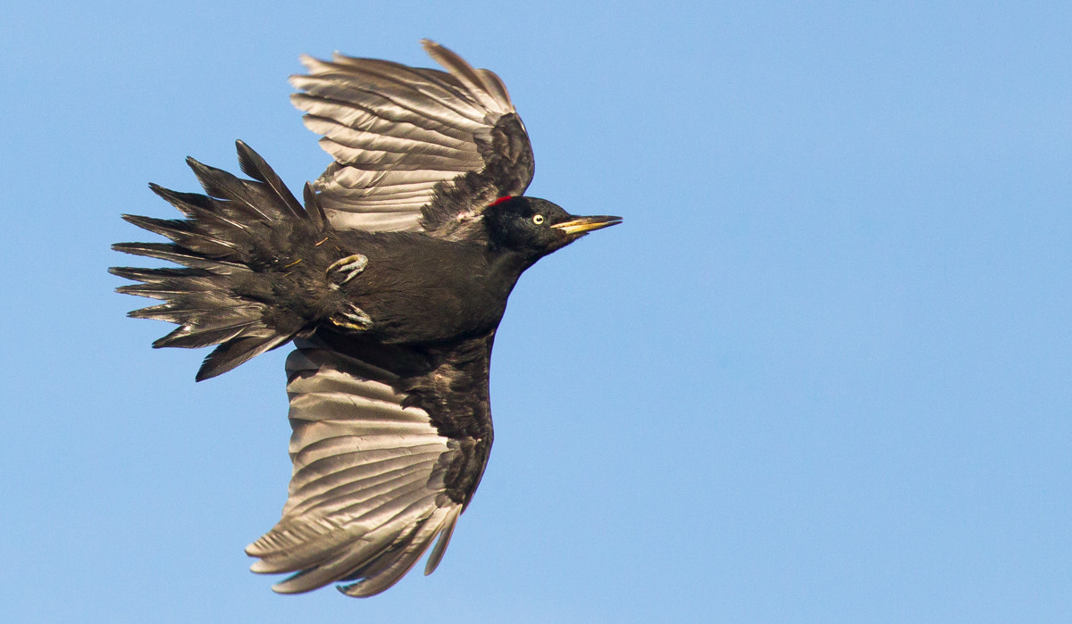 Canon EOS-1D Mark IV sample photo. Black woodpecker migrating photography