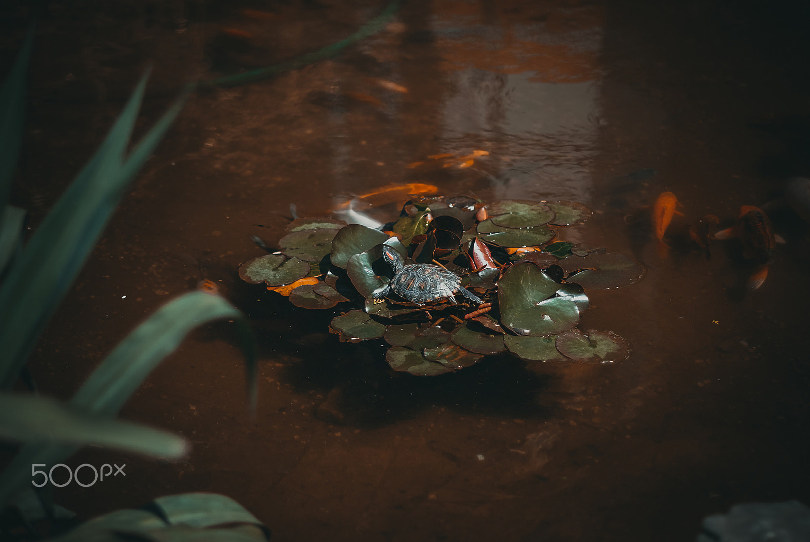 Nikon D3000 + Nikon AF-S Nikkor 50mm F1.4G sample photo. Миниатюрная черепаха photography